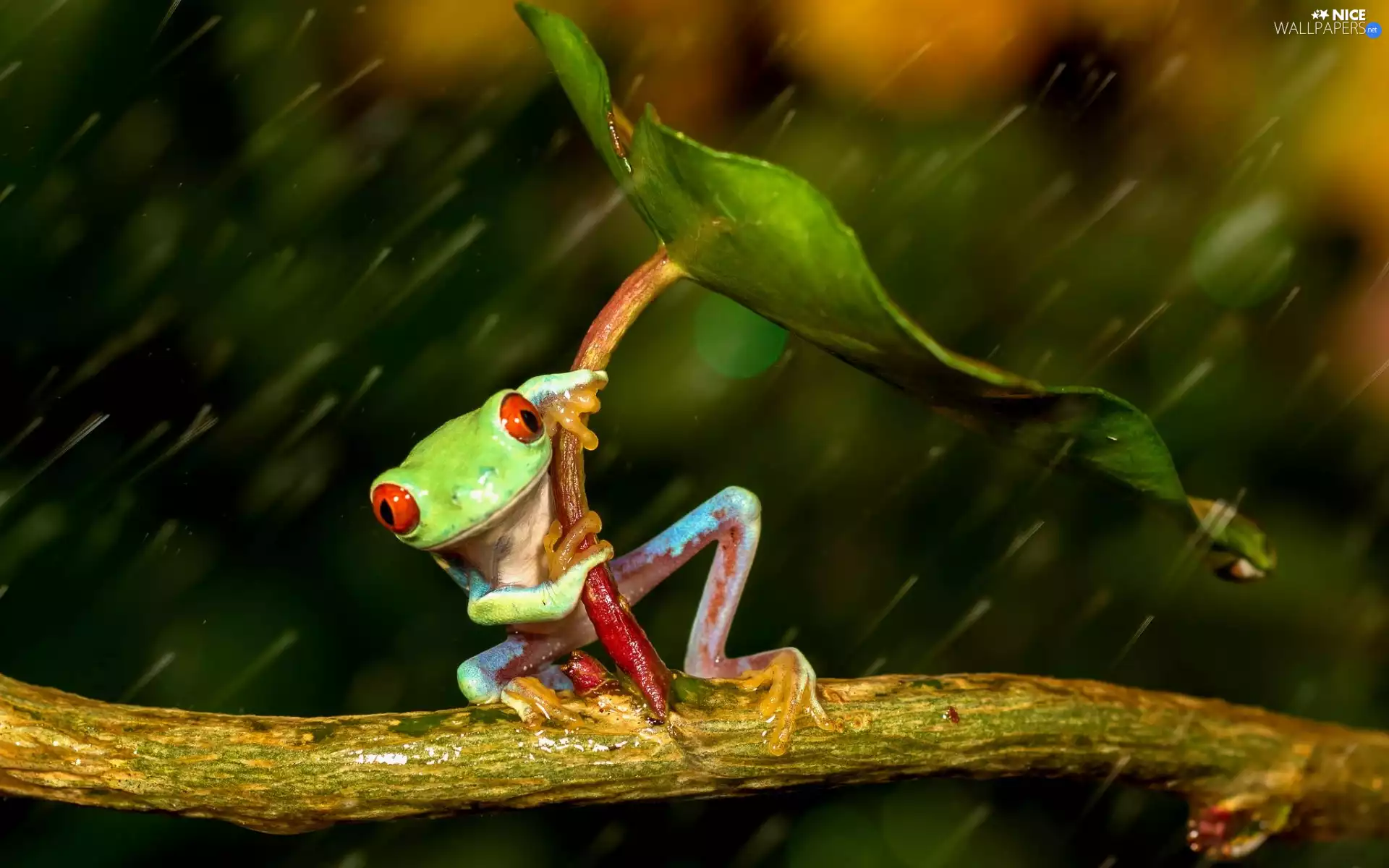 Rain, strange frog, leaf