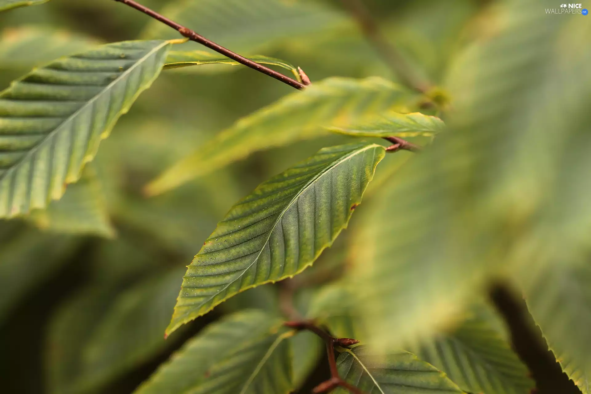 rapprochement, green ones, Leaf