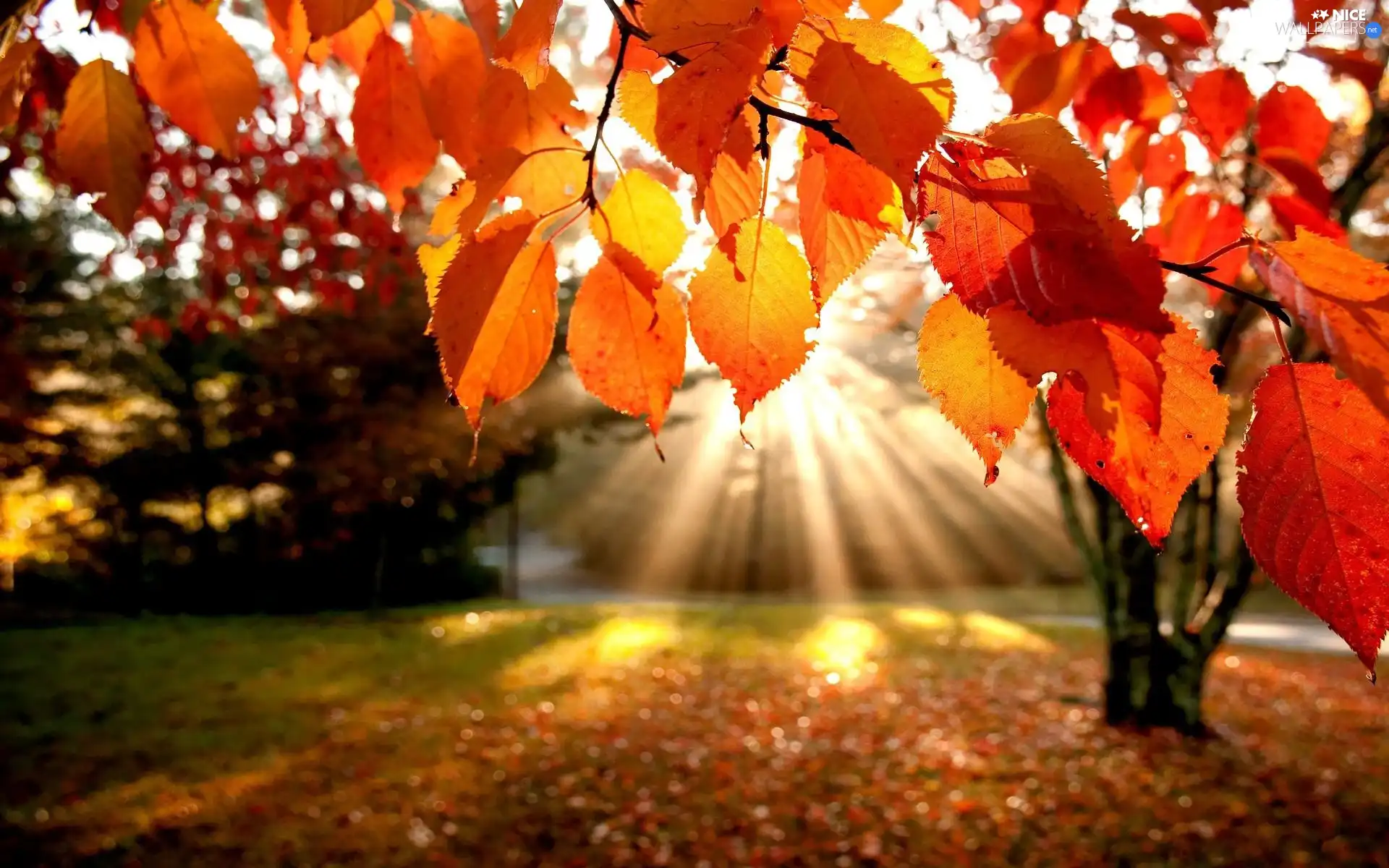 rays, autumn, Leaf, sun