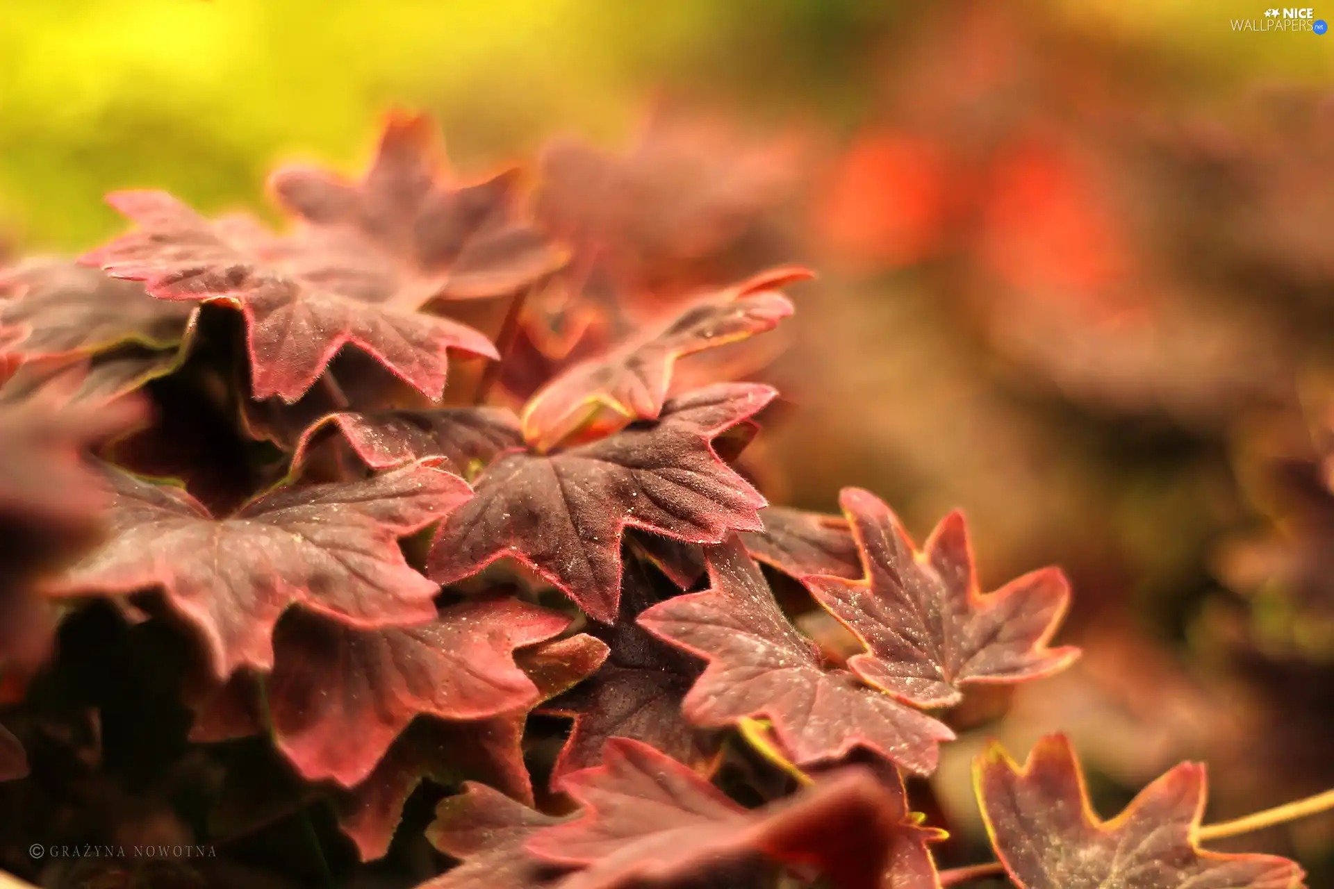 Red, Leaf