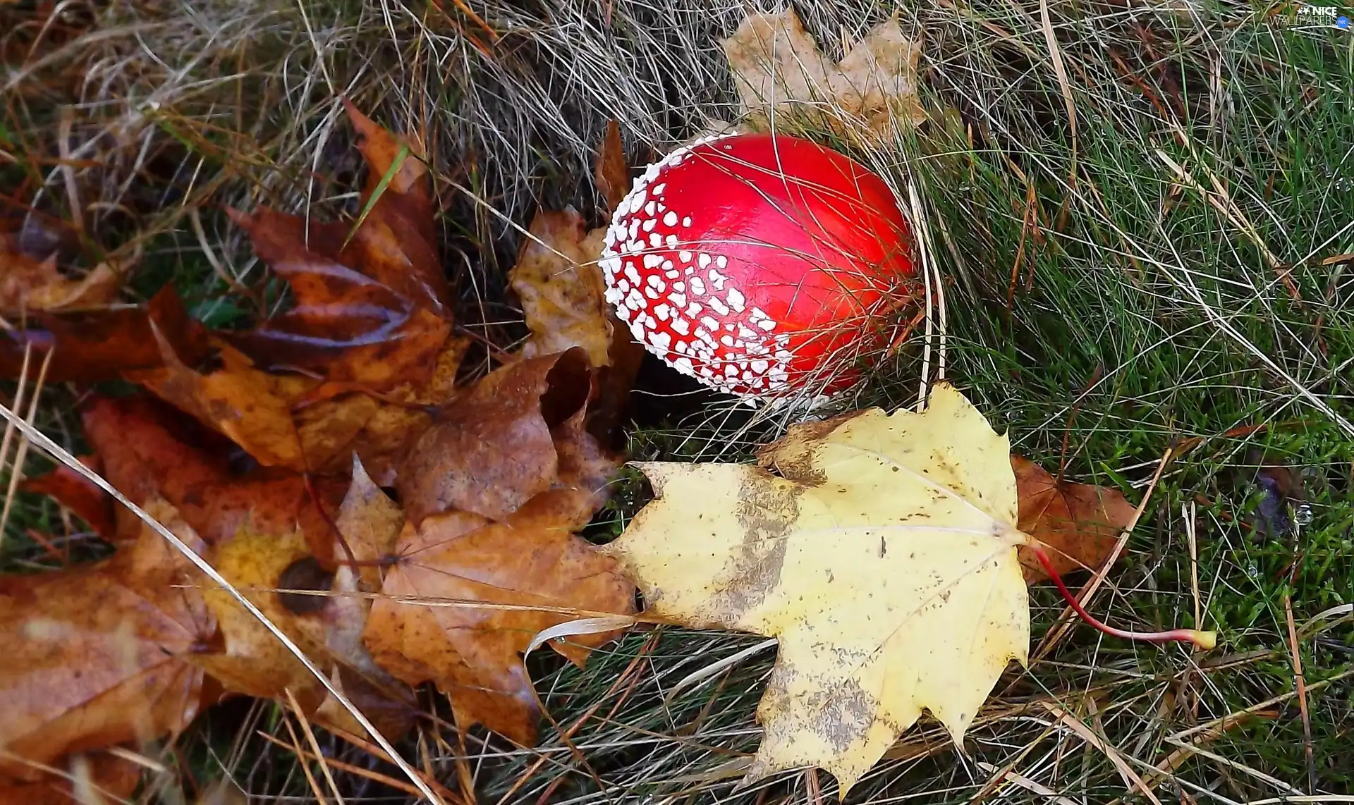 Red, Brown, Leaf, toadstool