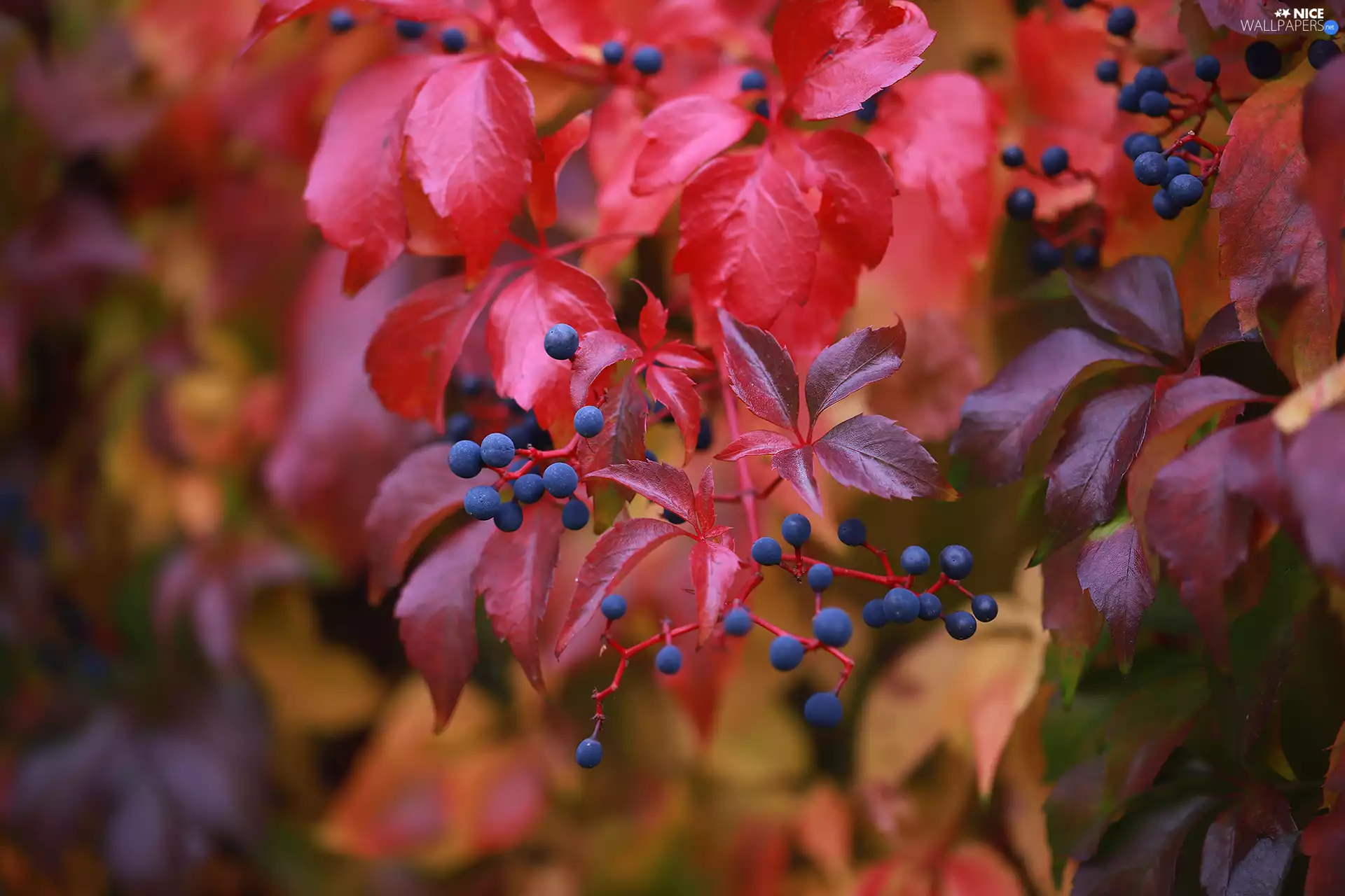 Red, Woodbine, Fruits, Leaf