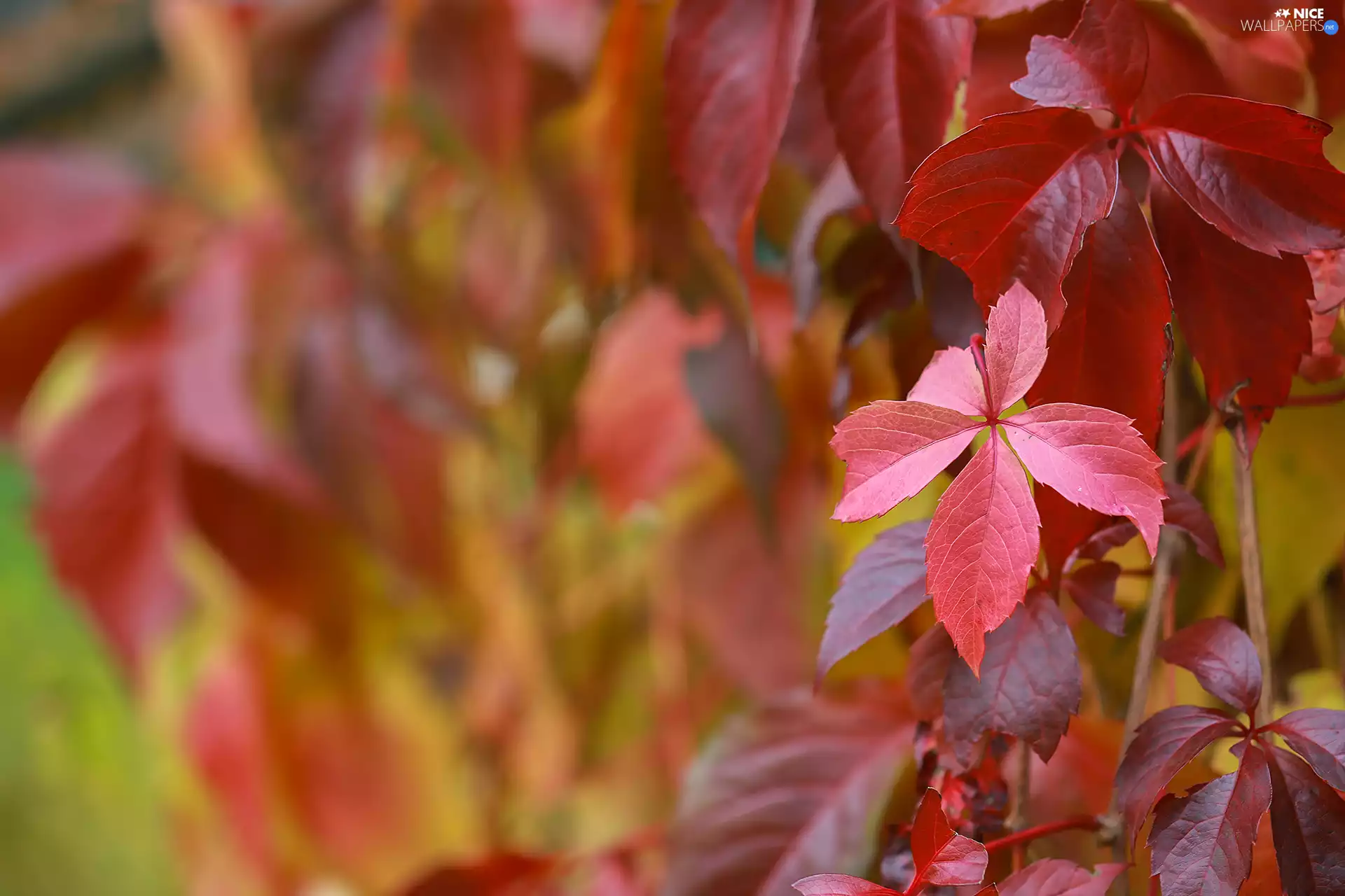 Red, Woodbine, rapprochement, Leaf