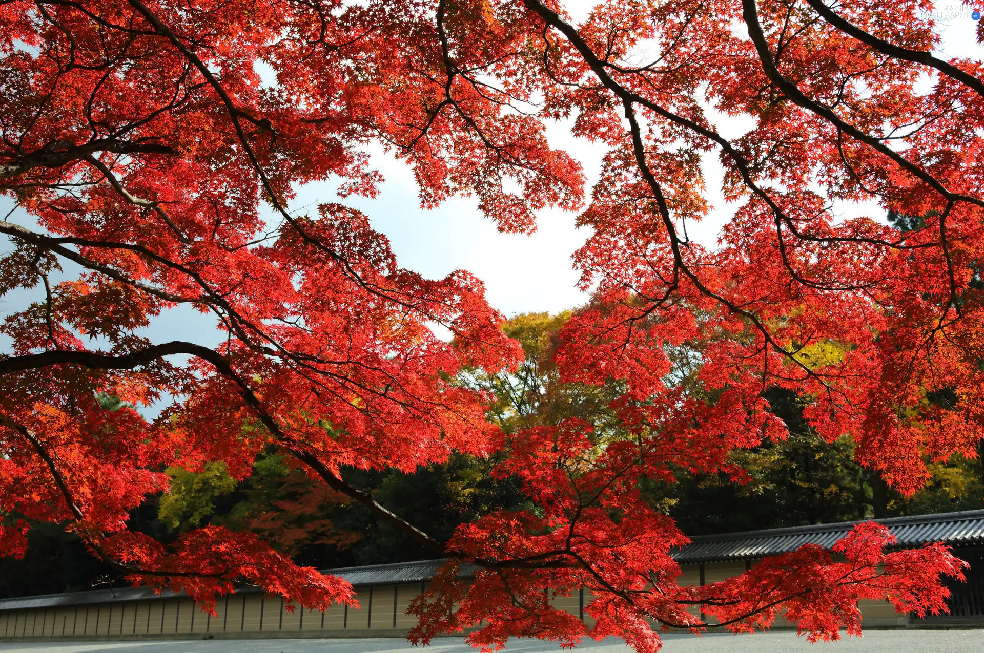 Leaf, trees, Red