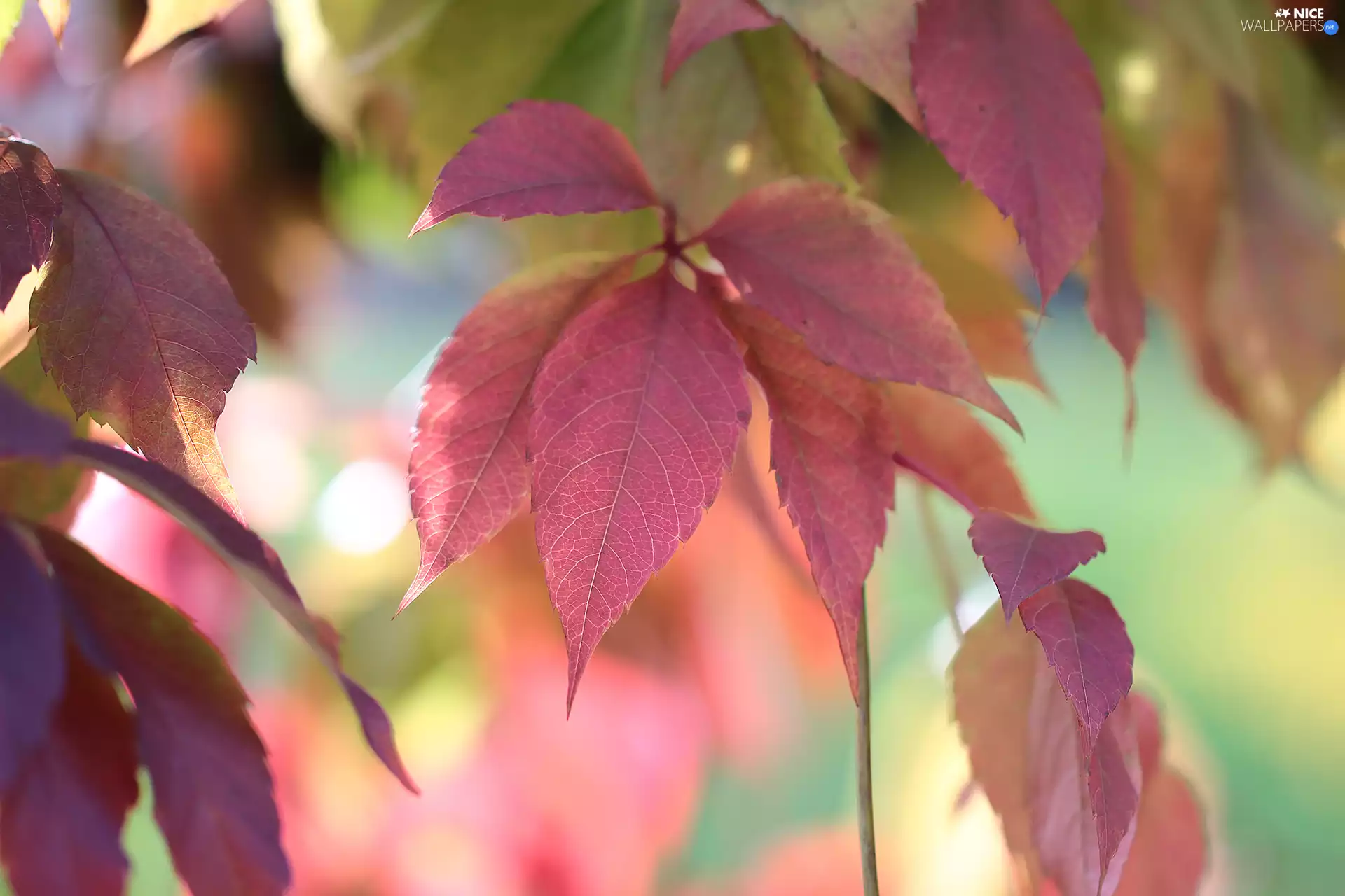 Red, Woodbine, Twigs, Leaf