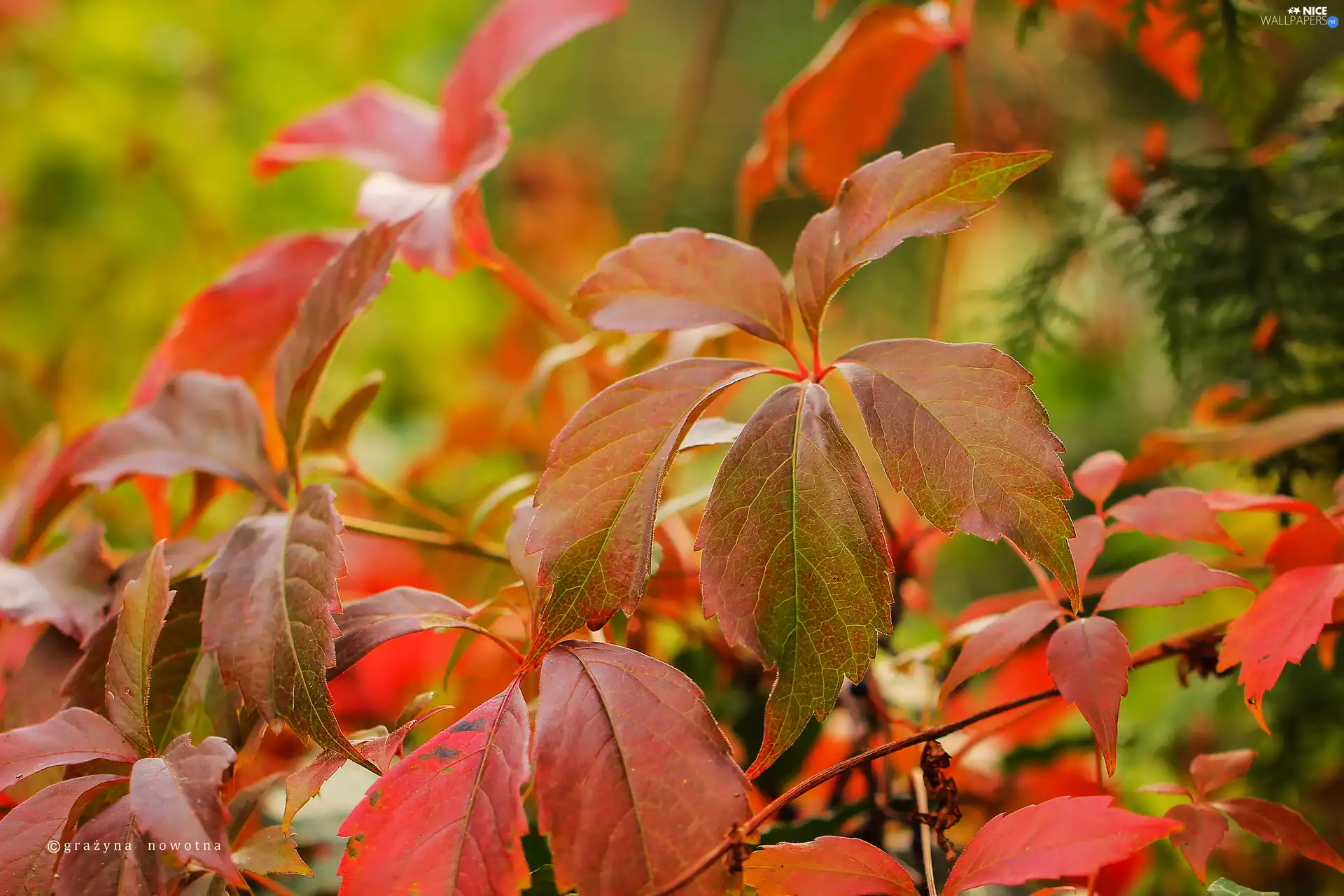 Red, wild, Wine, Leaf