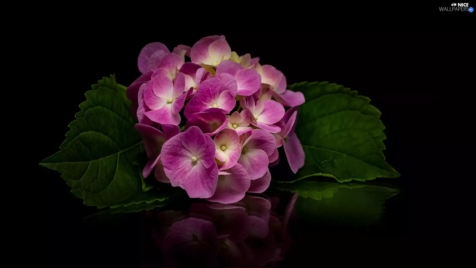 hydrangea, Leaf, reflection, Colourfull Flowers