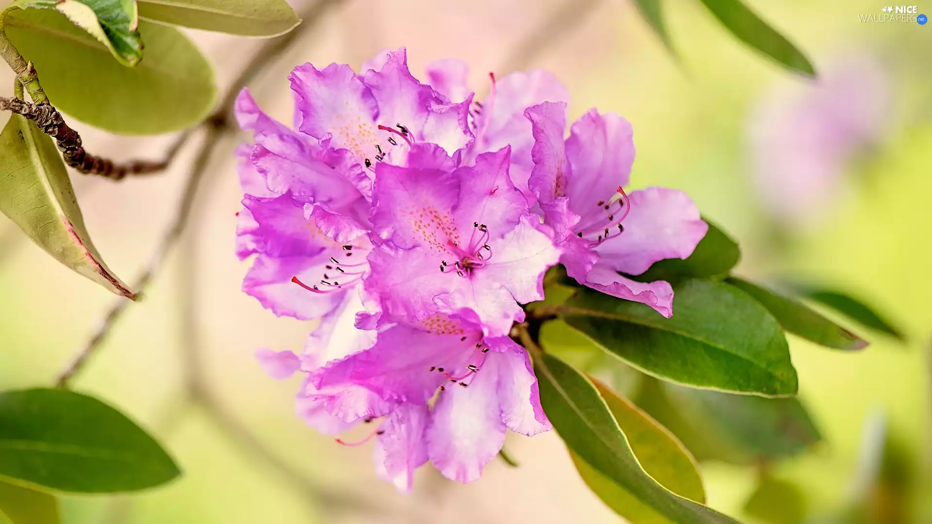 rhododendron, Leaf, rhododendron, Pink, Flowers