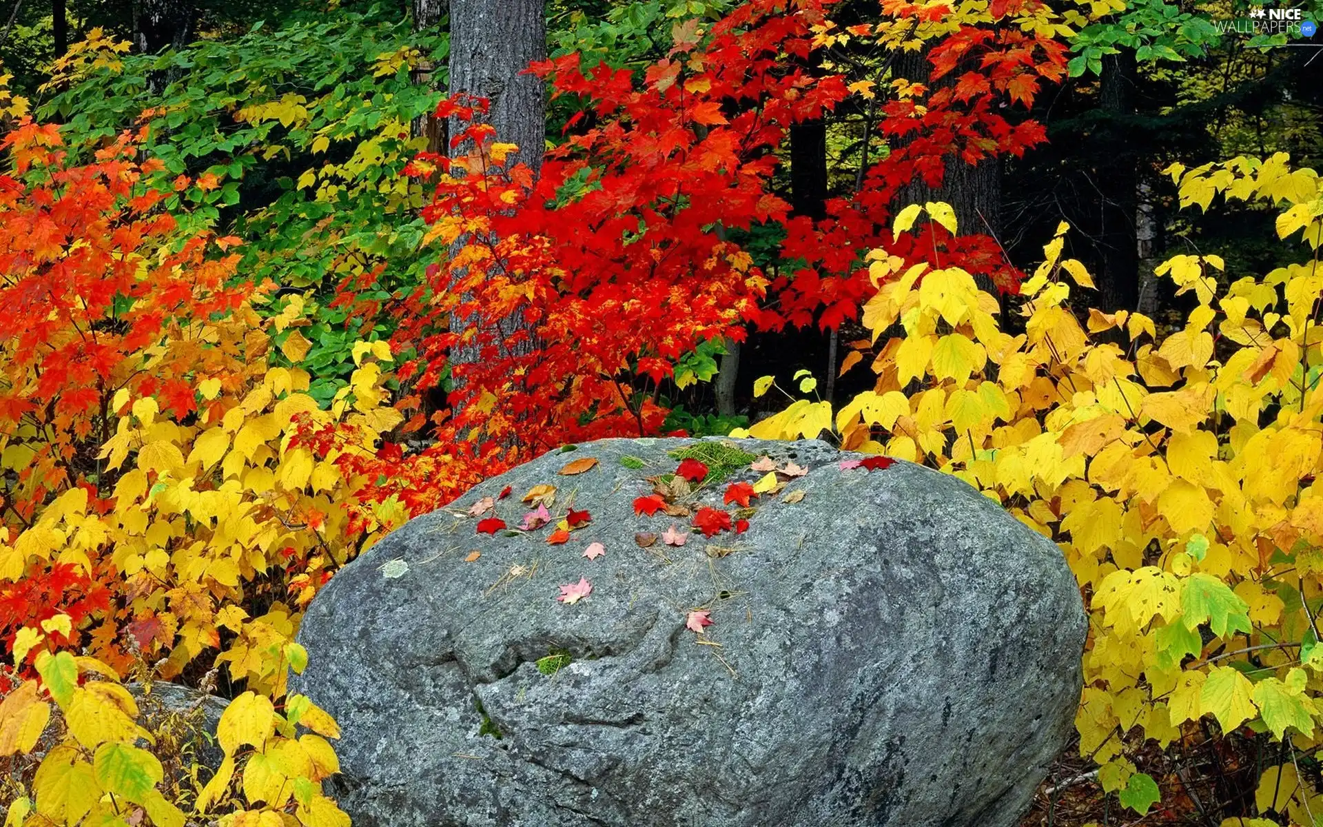 Leaf, Rocks, viewes, color, trees