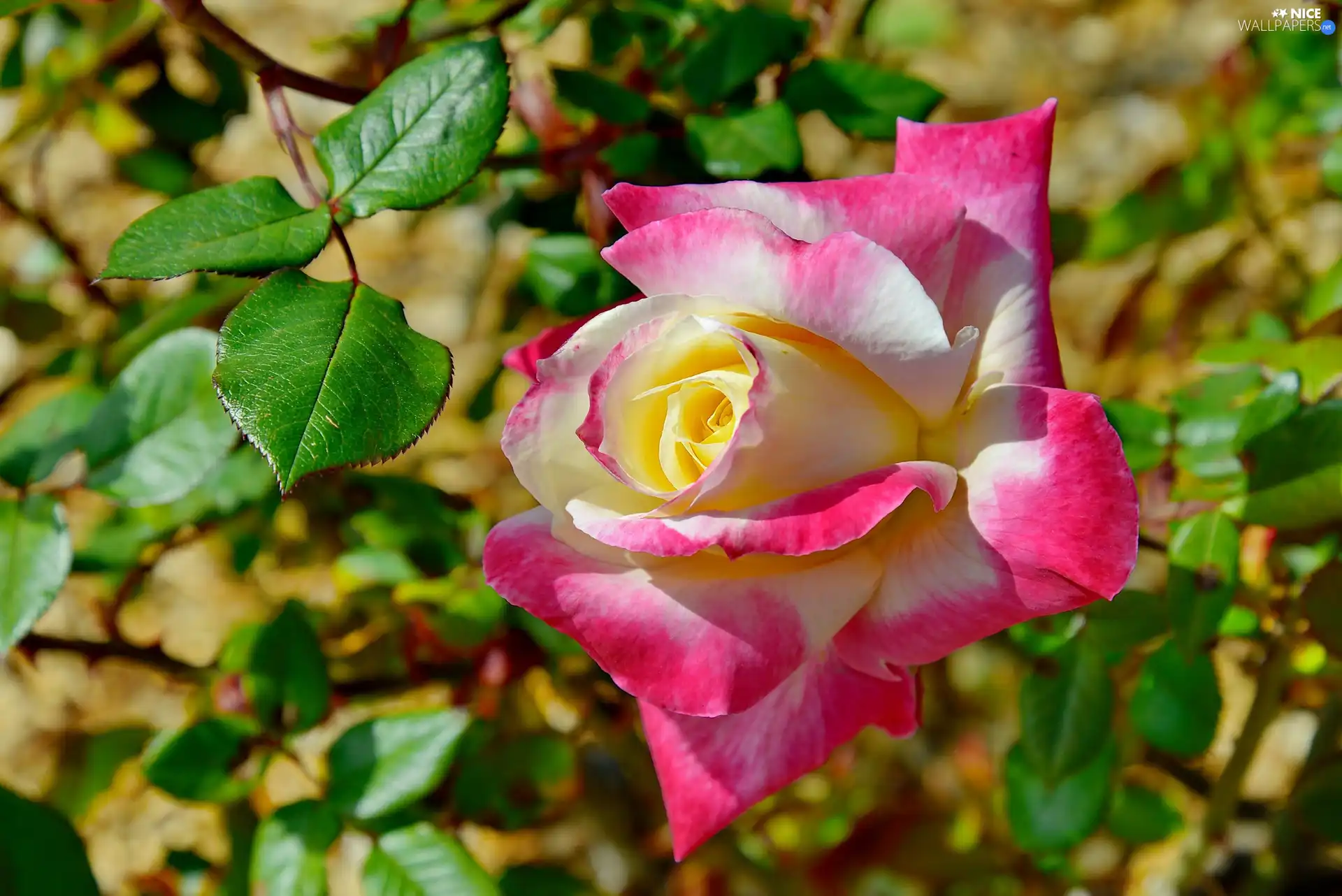 Colourfull Flowers, rose, Leaf, White and Pink