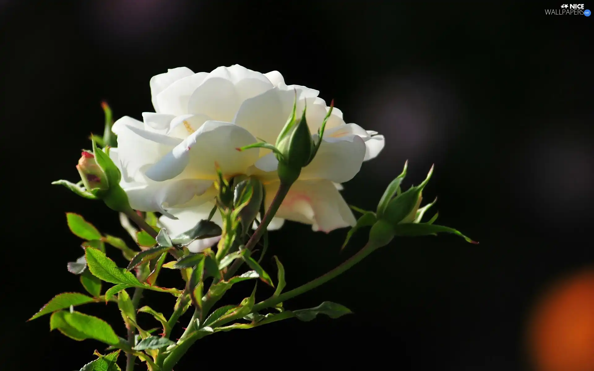 Leaf, White, rose