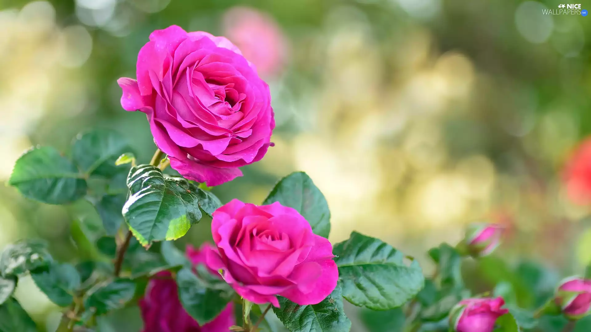 Leaf, flourishing, roses