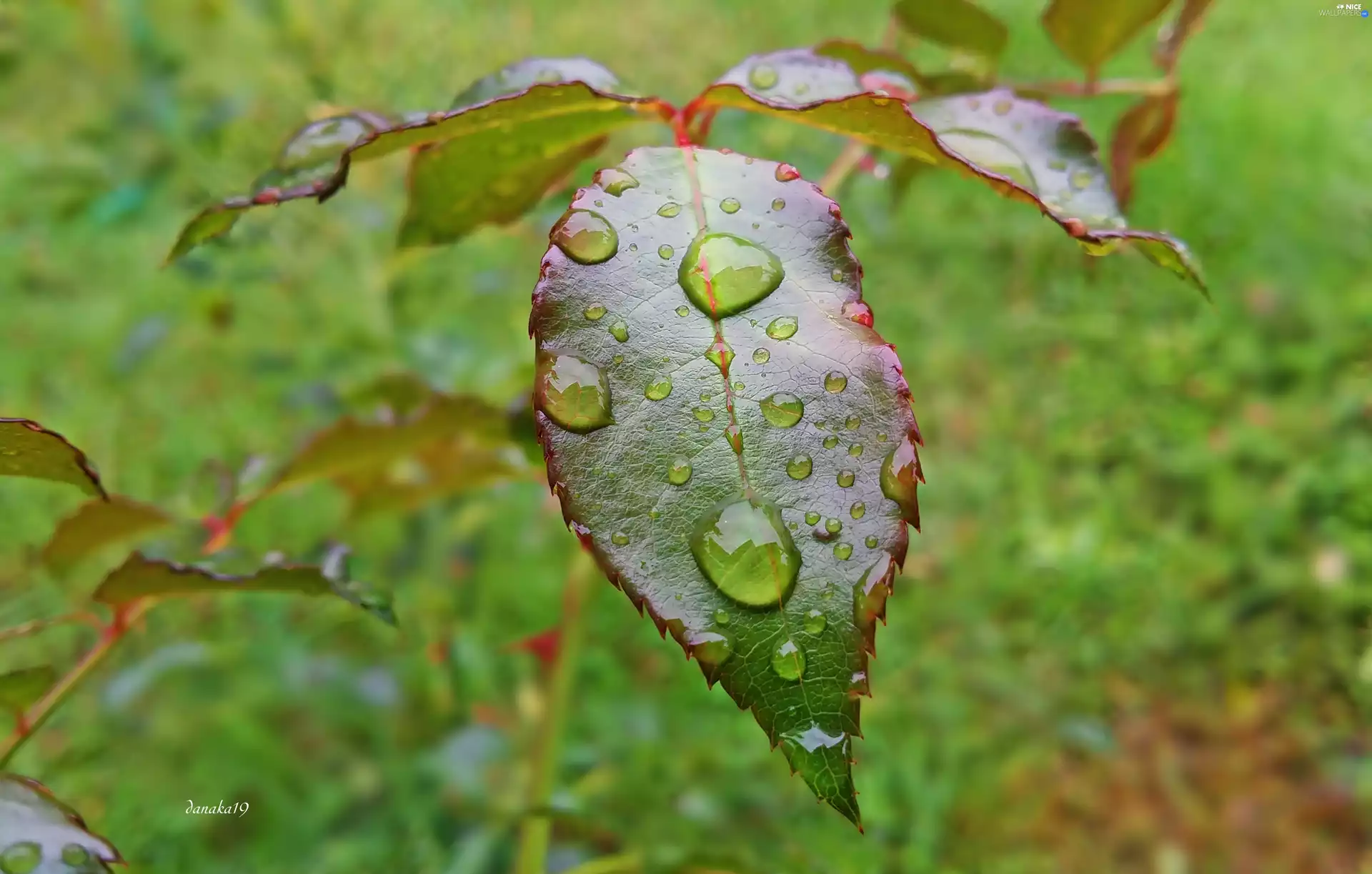 sheeny, drops, rain, leaf