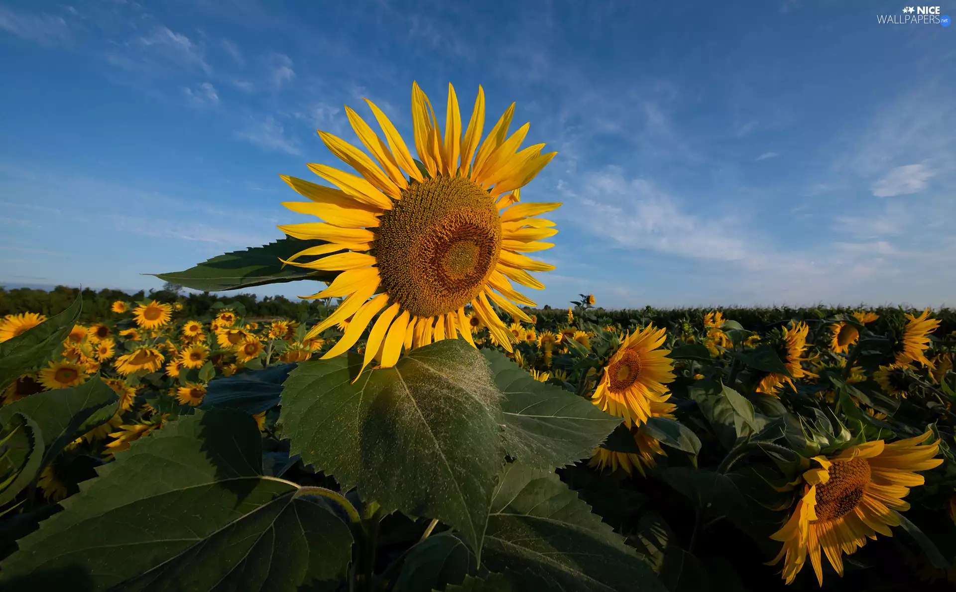 Field, Leaf, Sky, Nice sunflowers