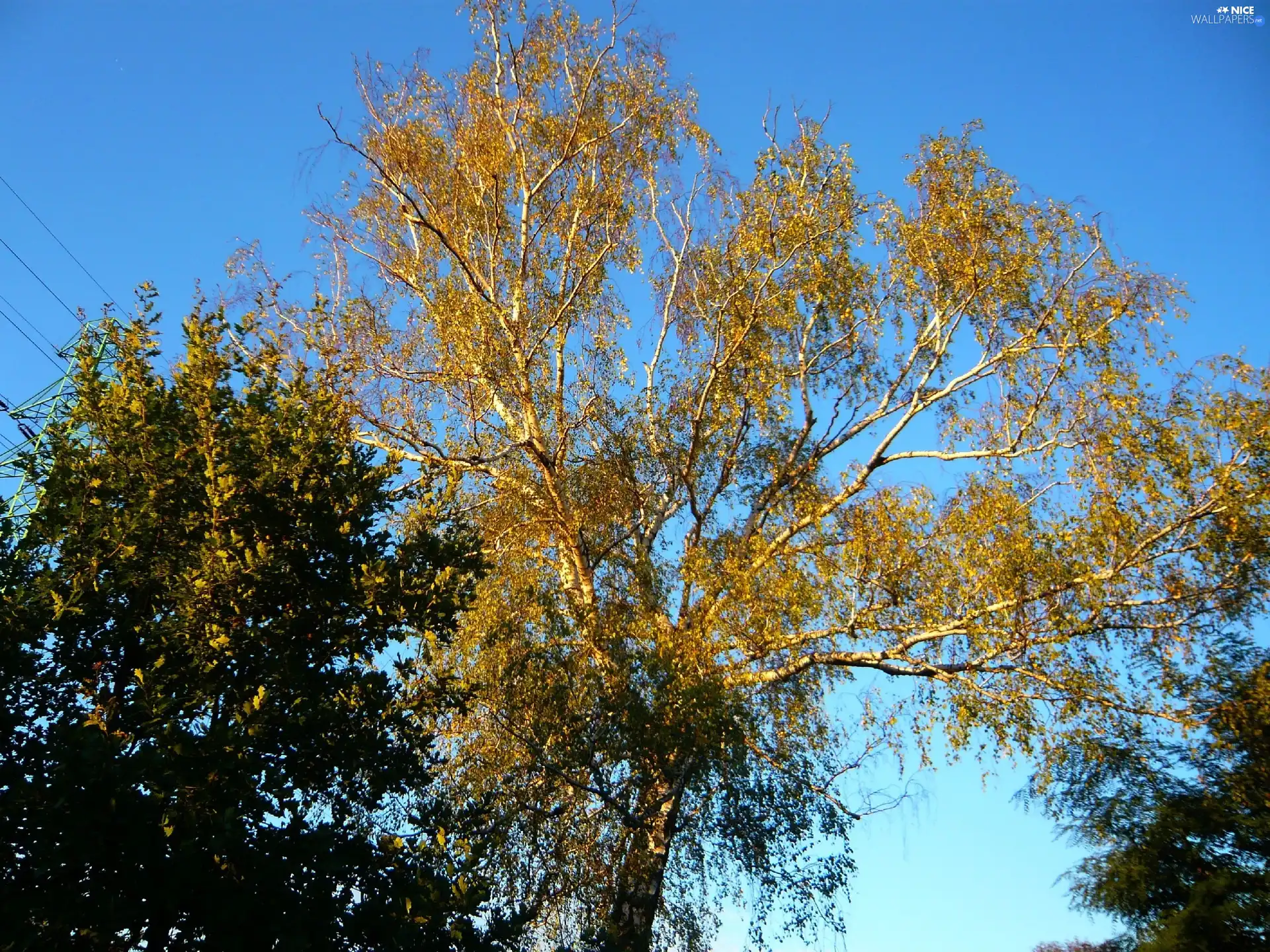 Leaf, trees, Sky