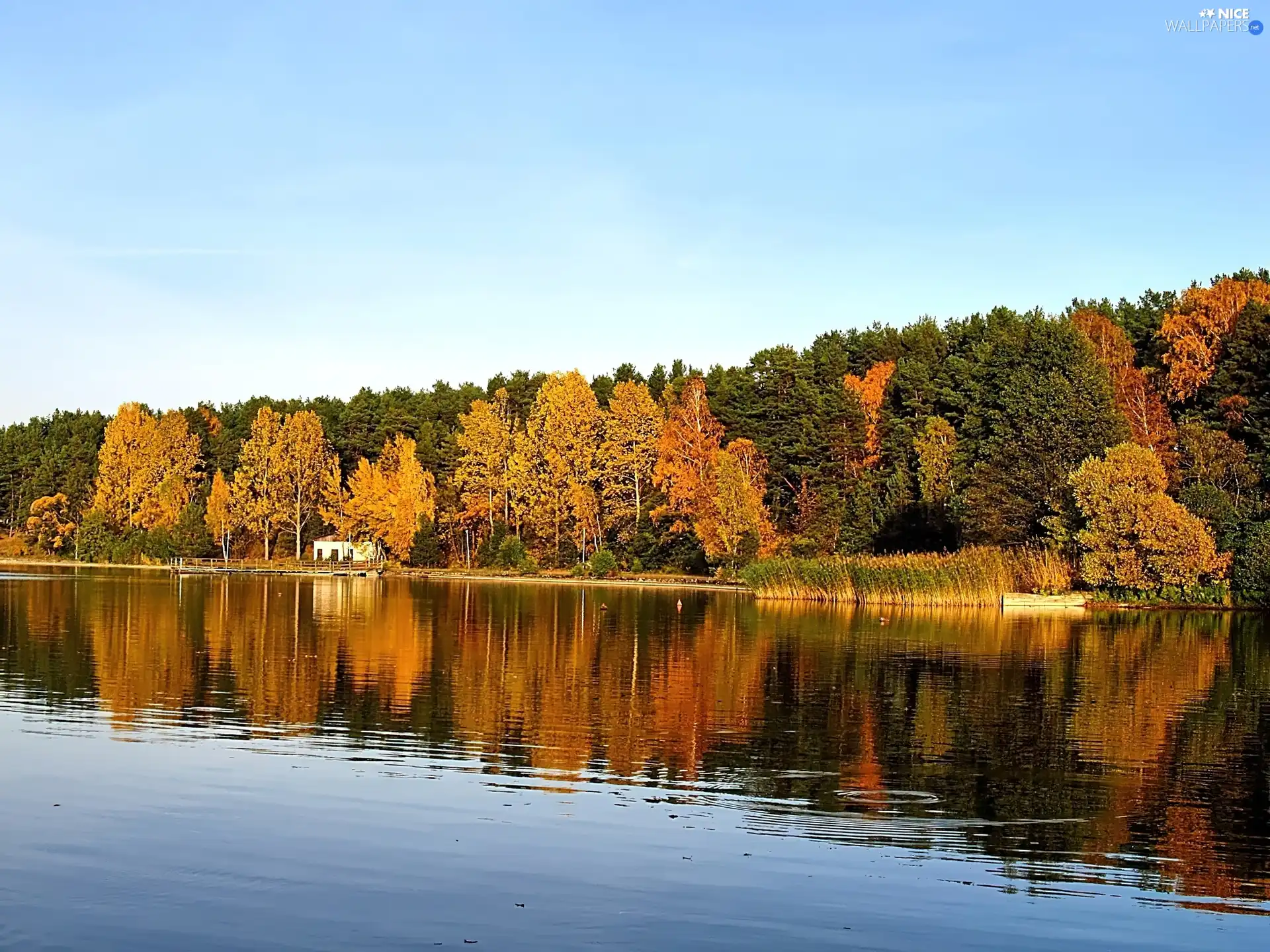 trees, lake, Leaf, Sky, viewes, autumn