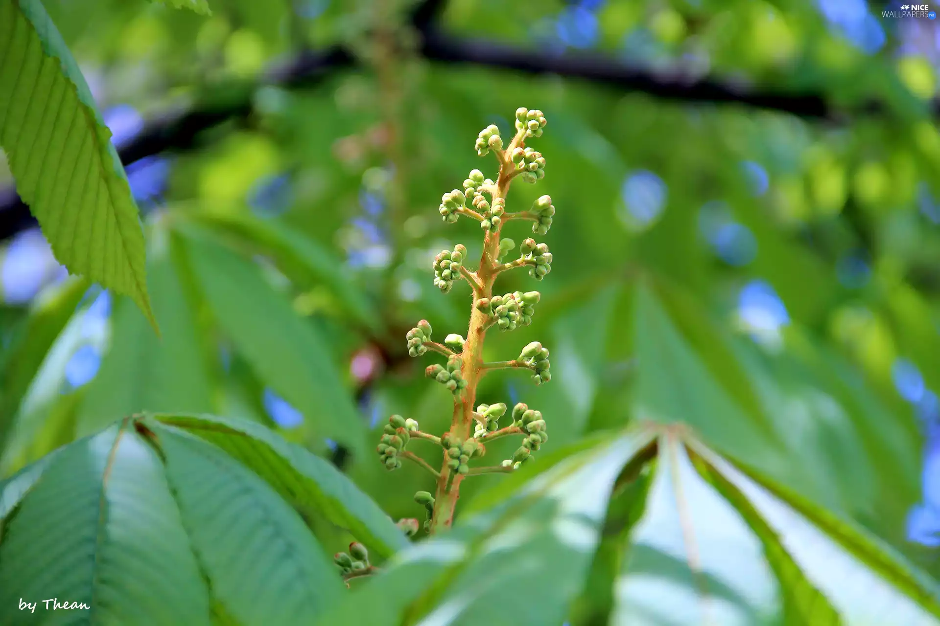 Leaf, chestnut, speed