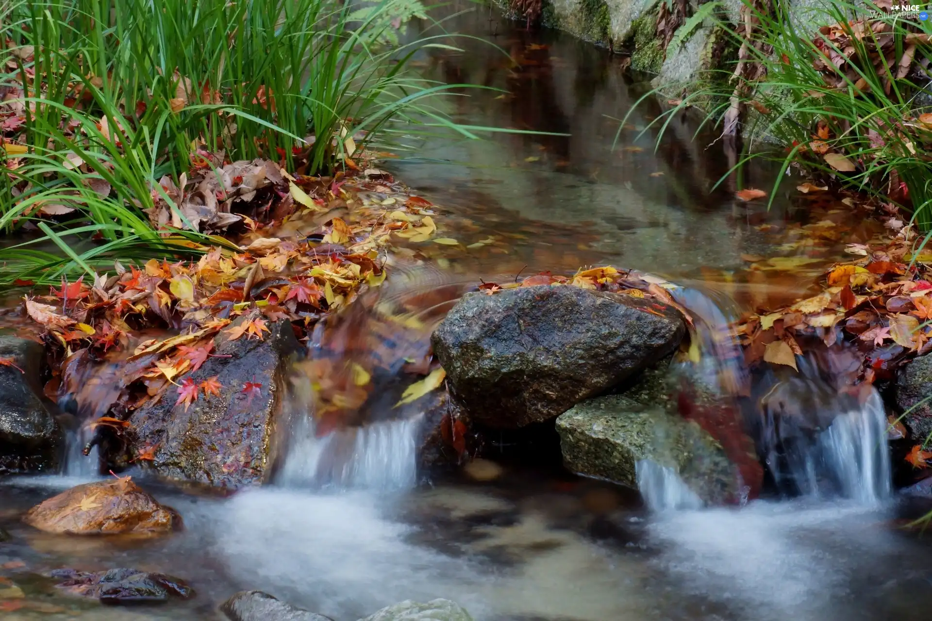 Leaf, River, Stones