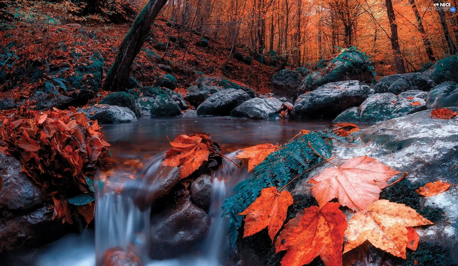 viewes, forest, River, trees, autumn, Leaf, Stones