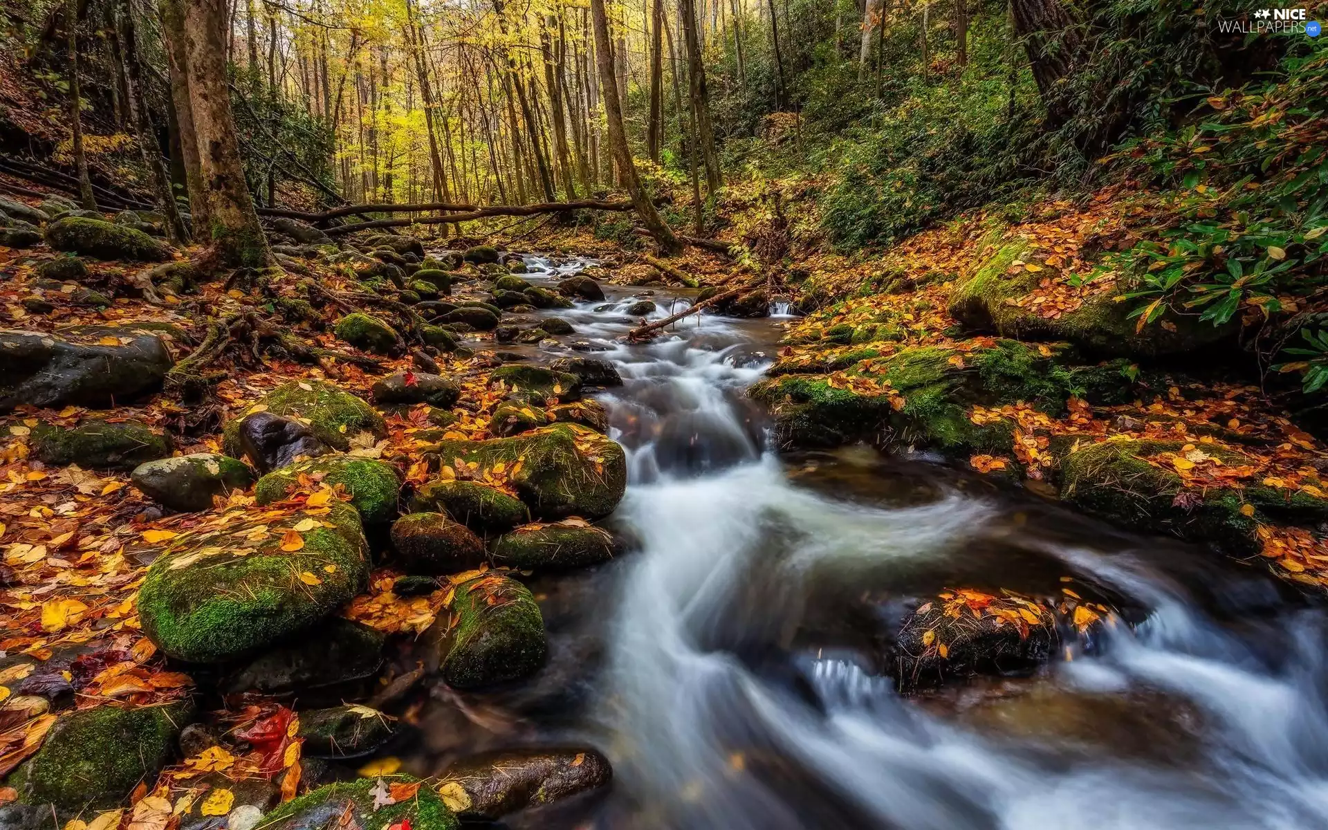 mossy, forest, autumn, Leaf, Stones, stream