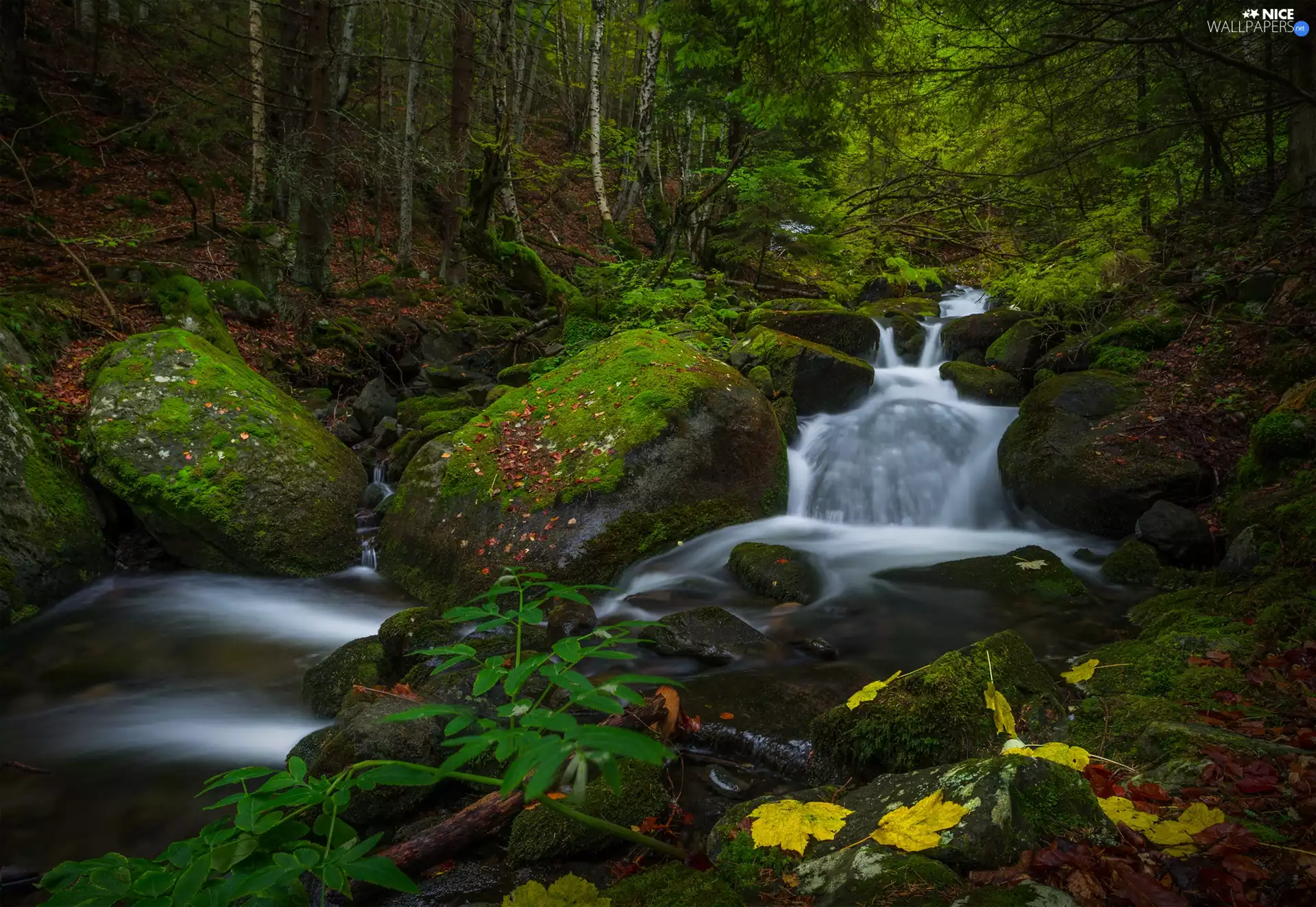 Stones, Leaf, stream, mossy, forest
