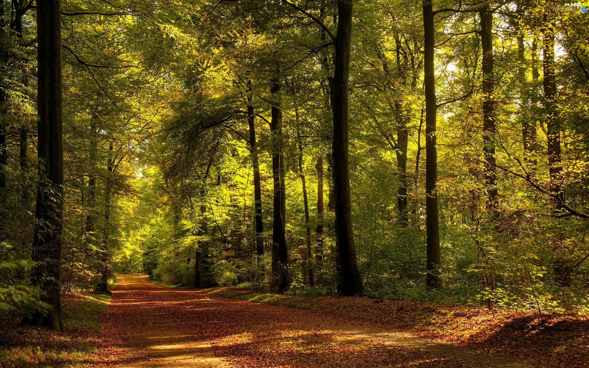 Way, forest, Leaf, Przebijające, luminosity, autumn, sun, flash, ligh