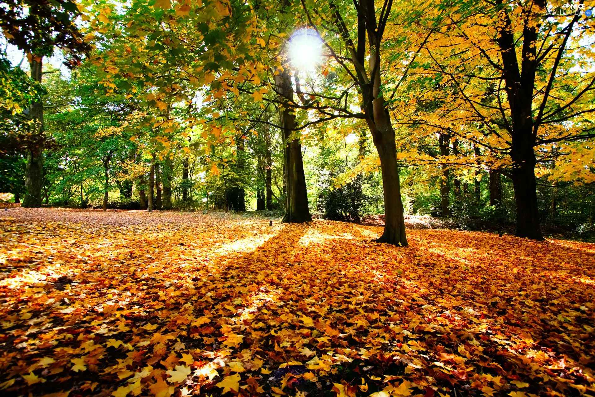 Leaf, sun, viewes, autumn, trees