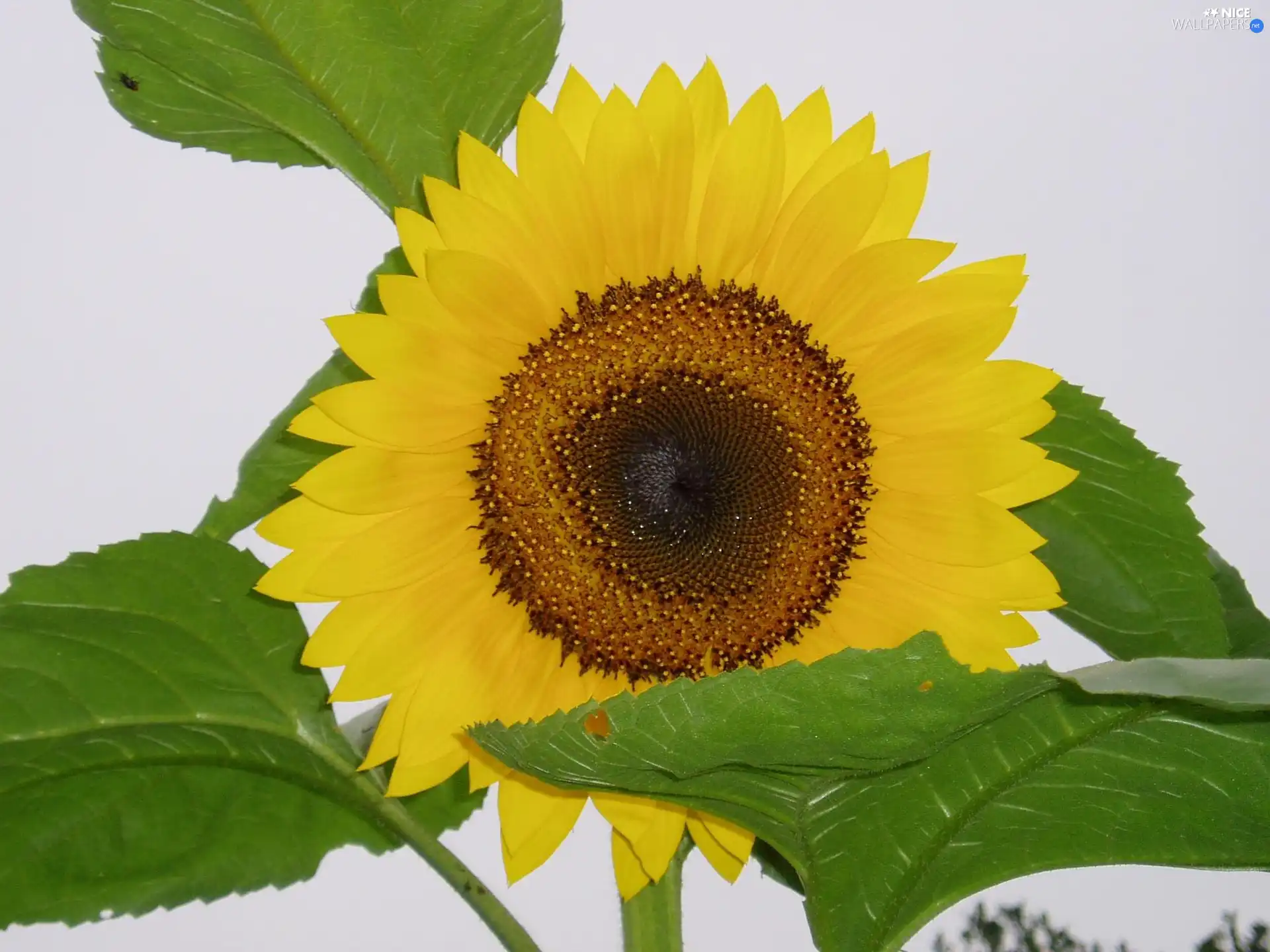 Sunflower, Leaf