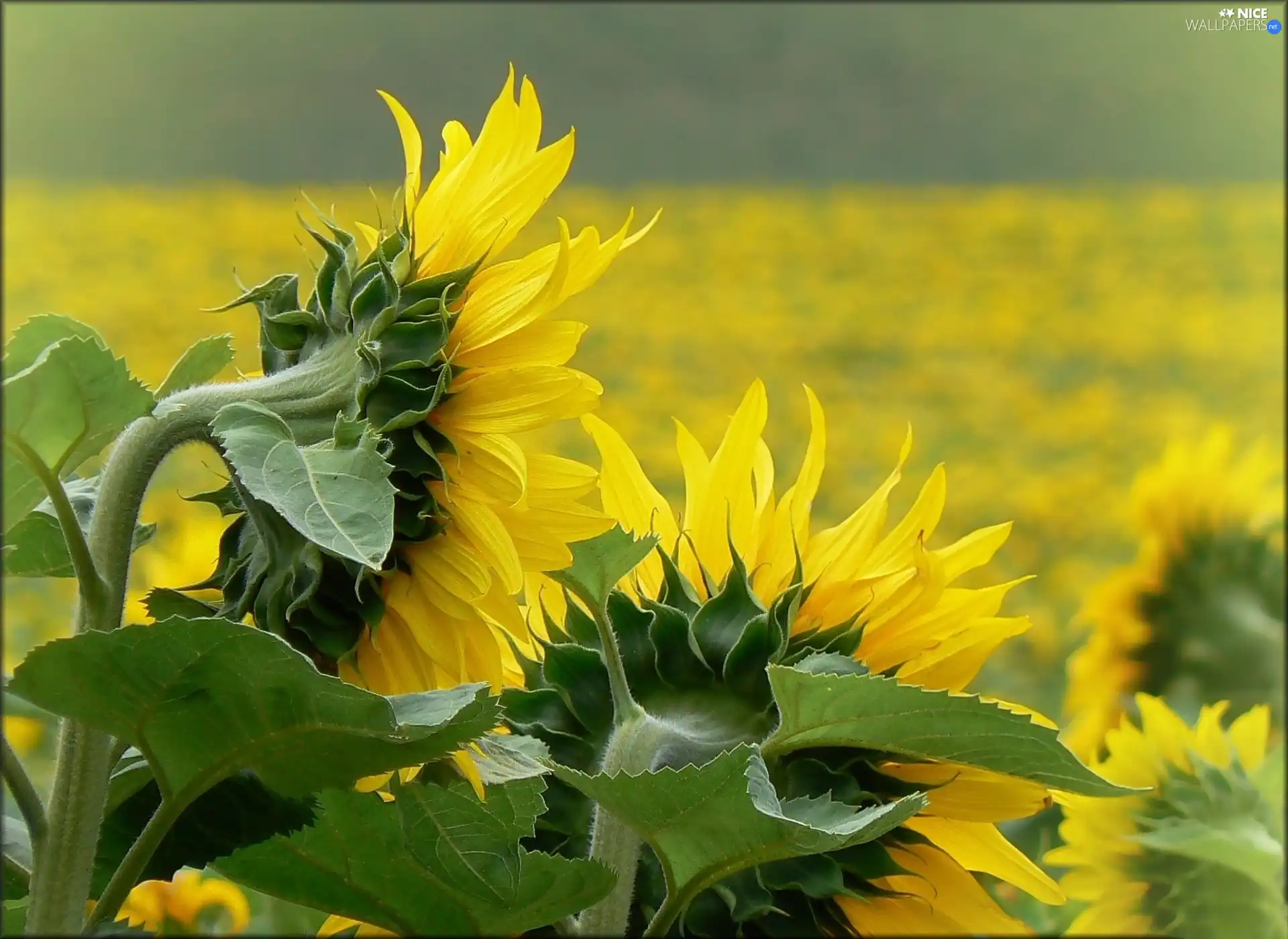 Nice sunflowers, green ones, Leaf, Field