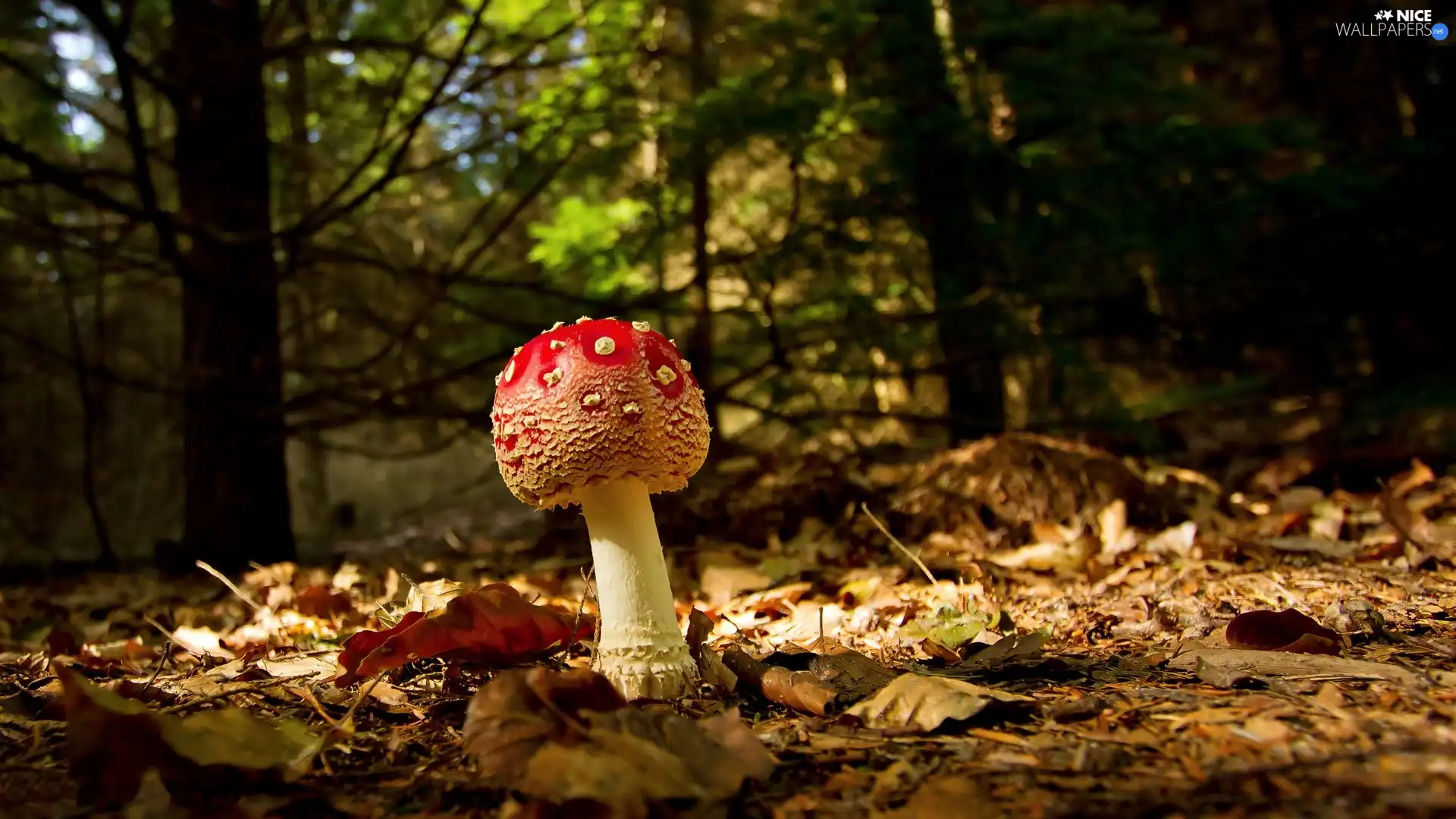 Leaf, forest, toadstool