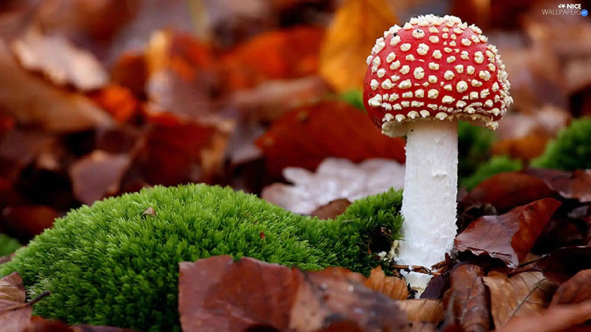 Leaf, Red, toadstool