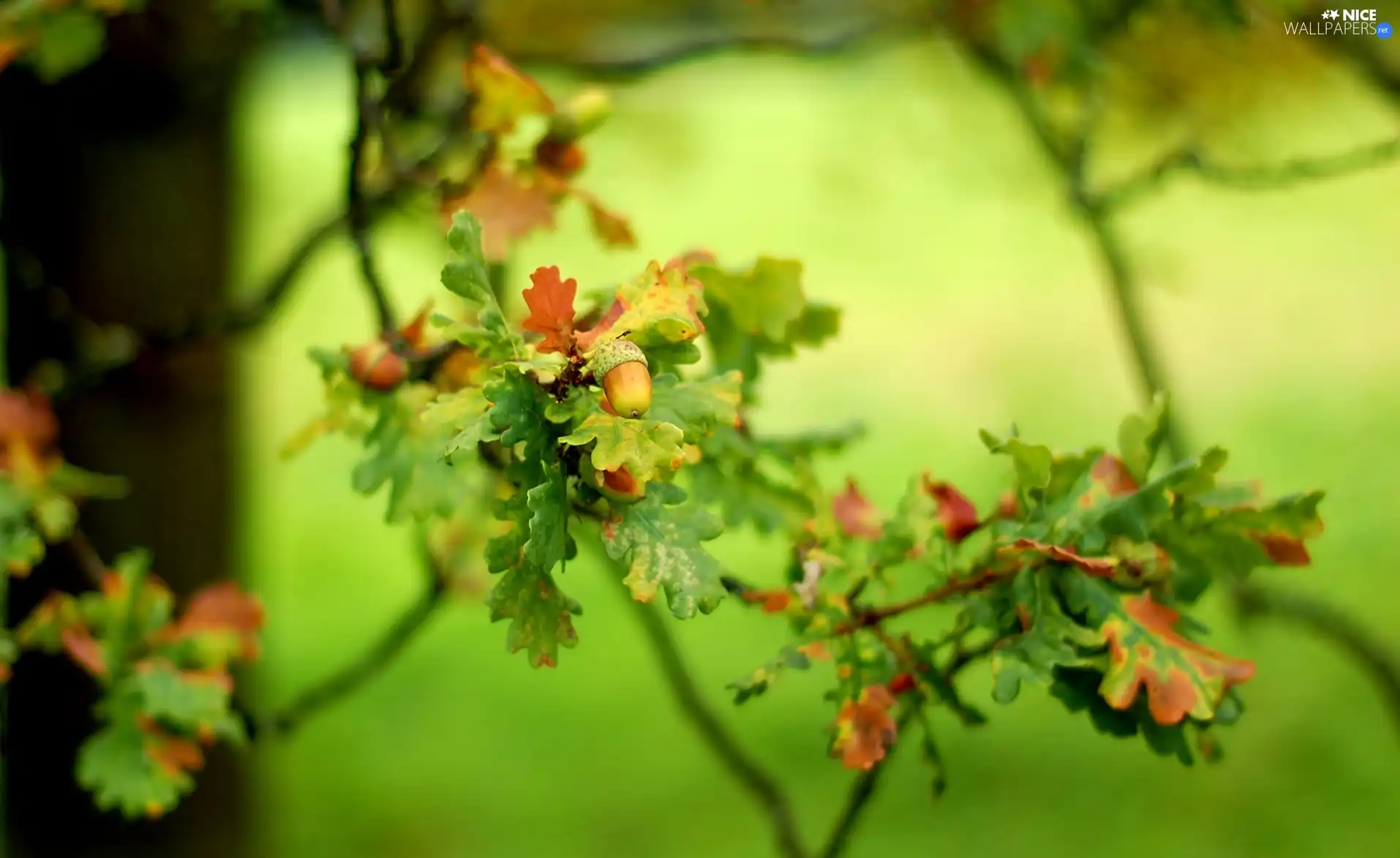 trees, Acorns, Leaf, oak