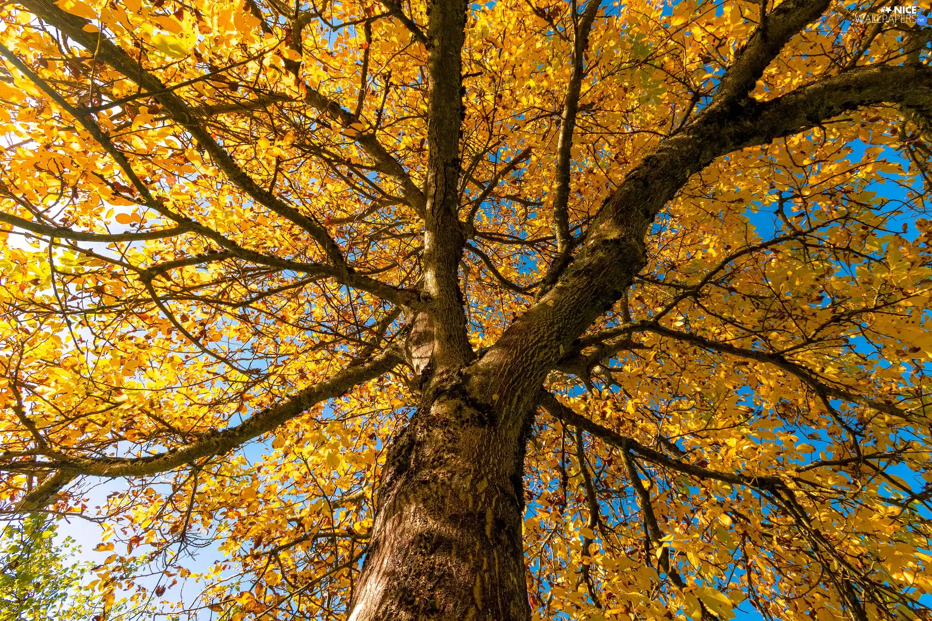 Yellow, Leaf, trees, trunk, Autumn