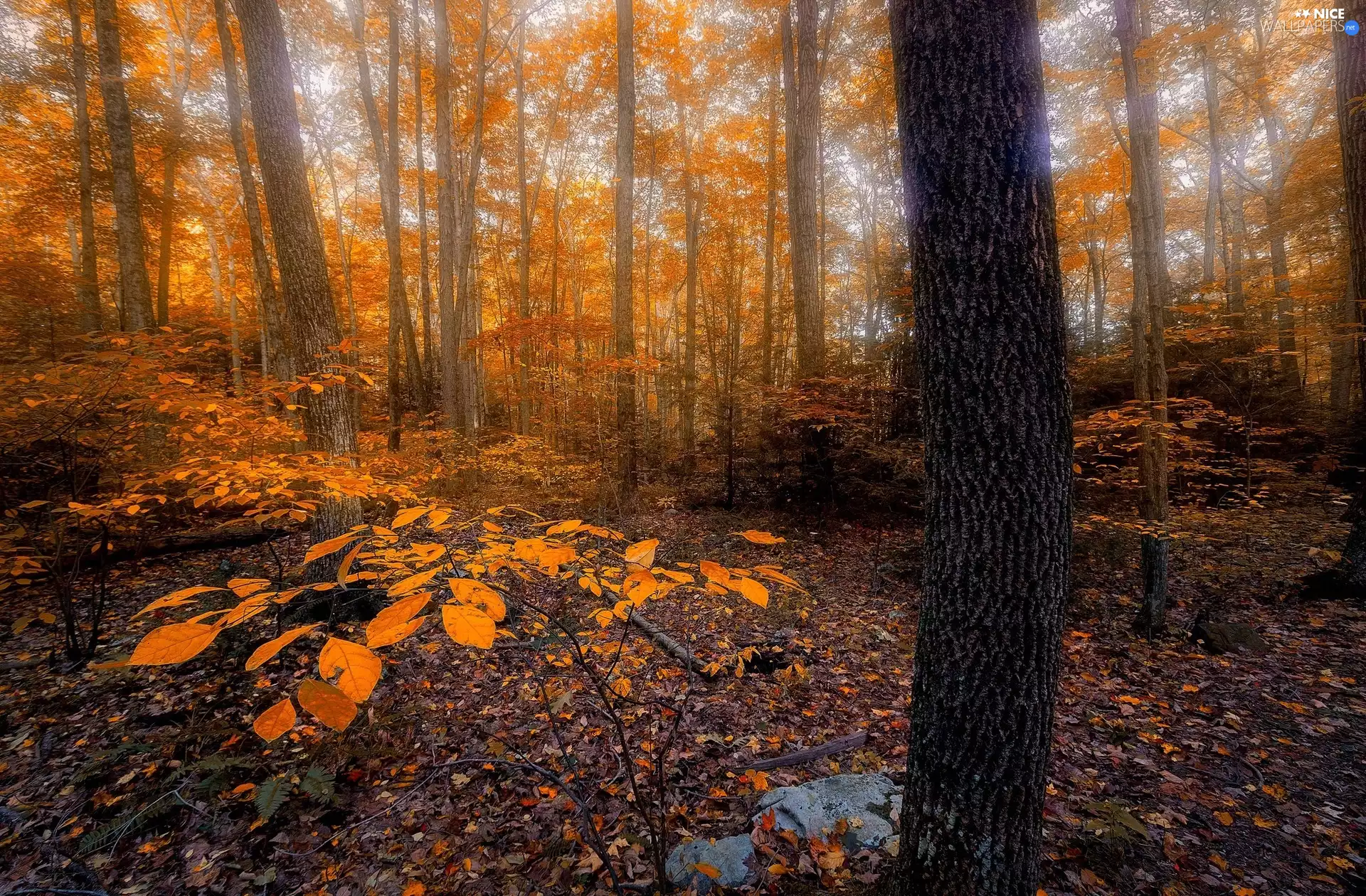 forest, Leaf, trees, viewes, autumn