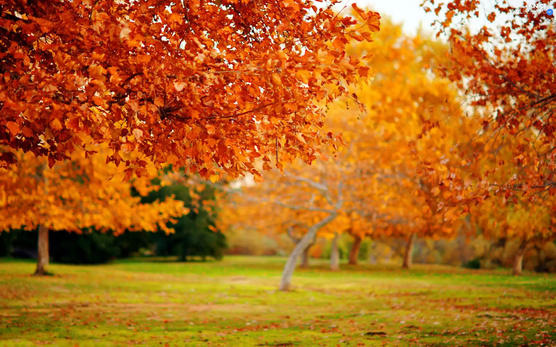 trees, autumn, Leaf, viewes