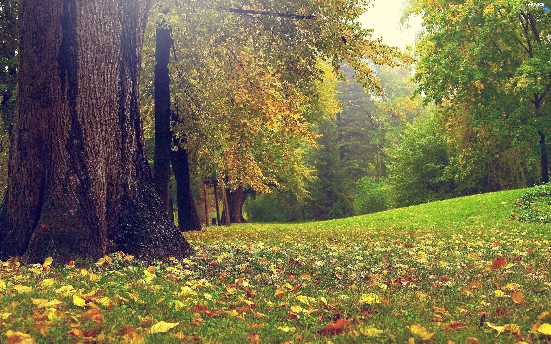 trees, grass, Leaf, viewes