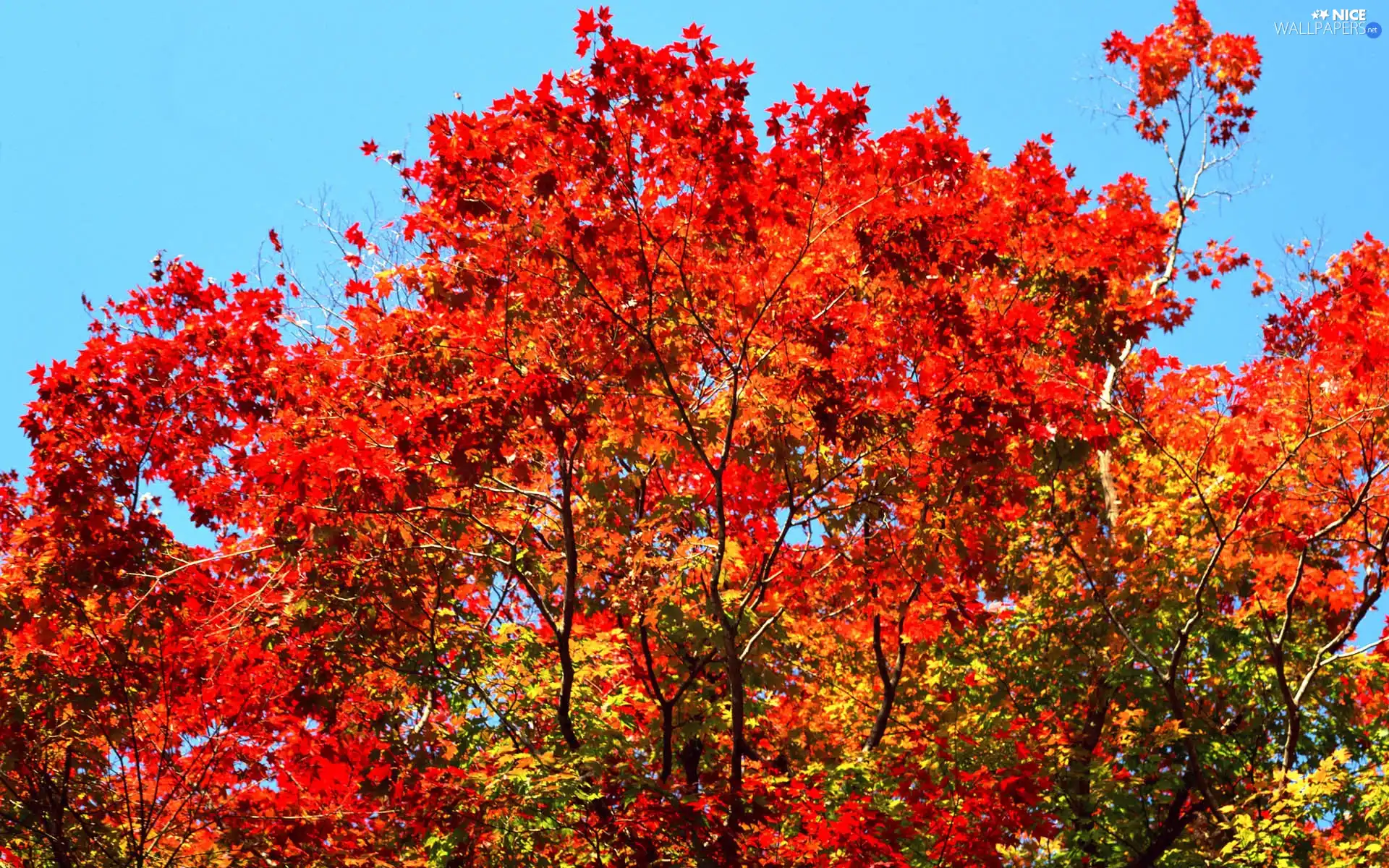 trees, Red, Leaf, viewes