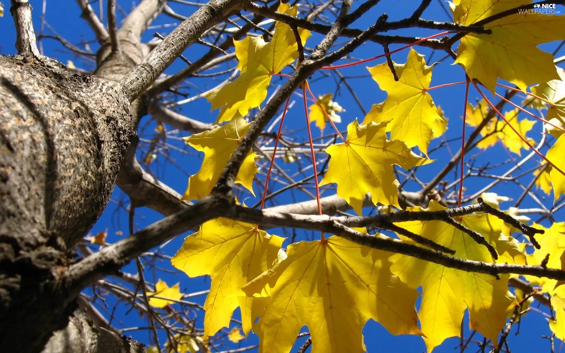 trees, Yellow, Leaf, maple