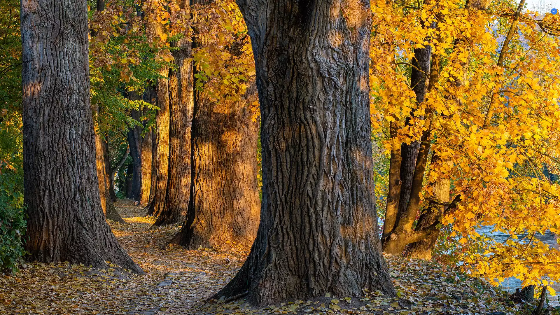 viewes, autumn, Yellowed, Leaf, clones, trees