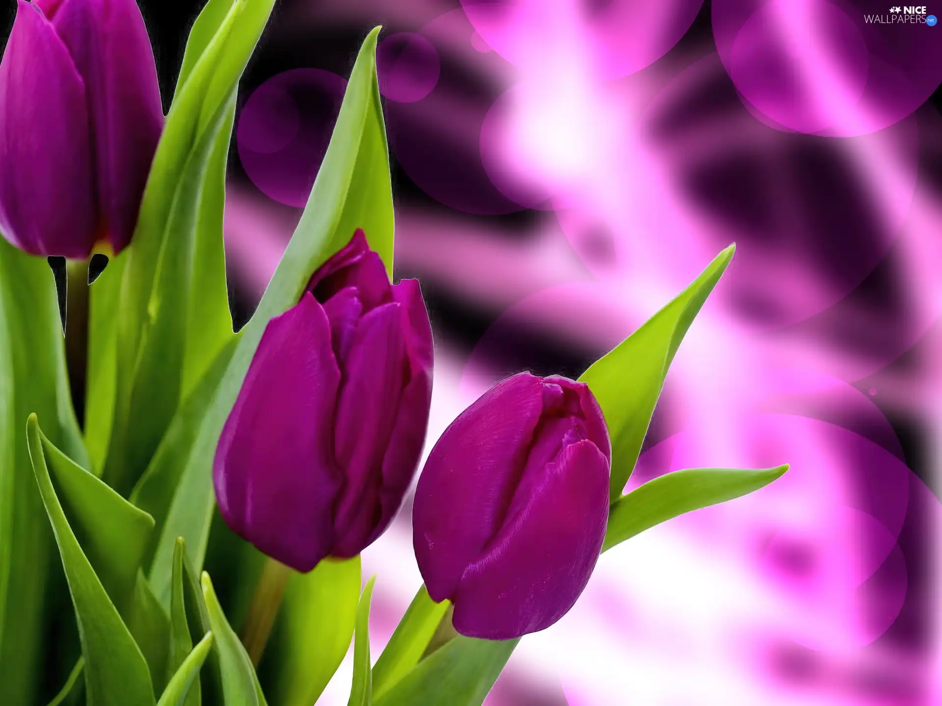 Leaf, Purple, Tulips