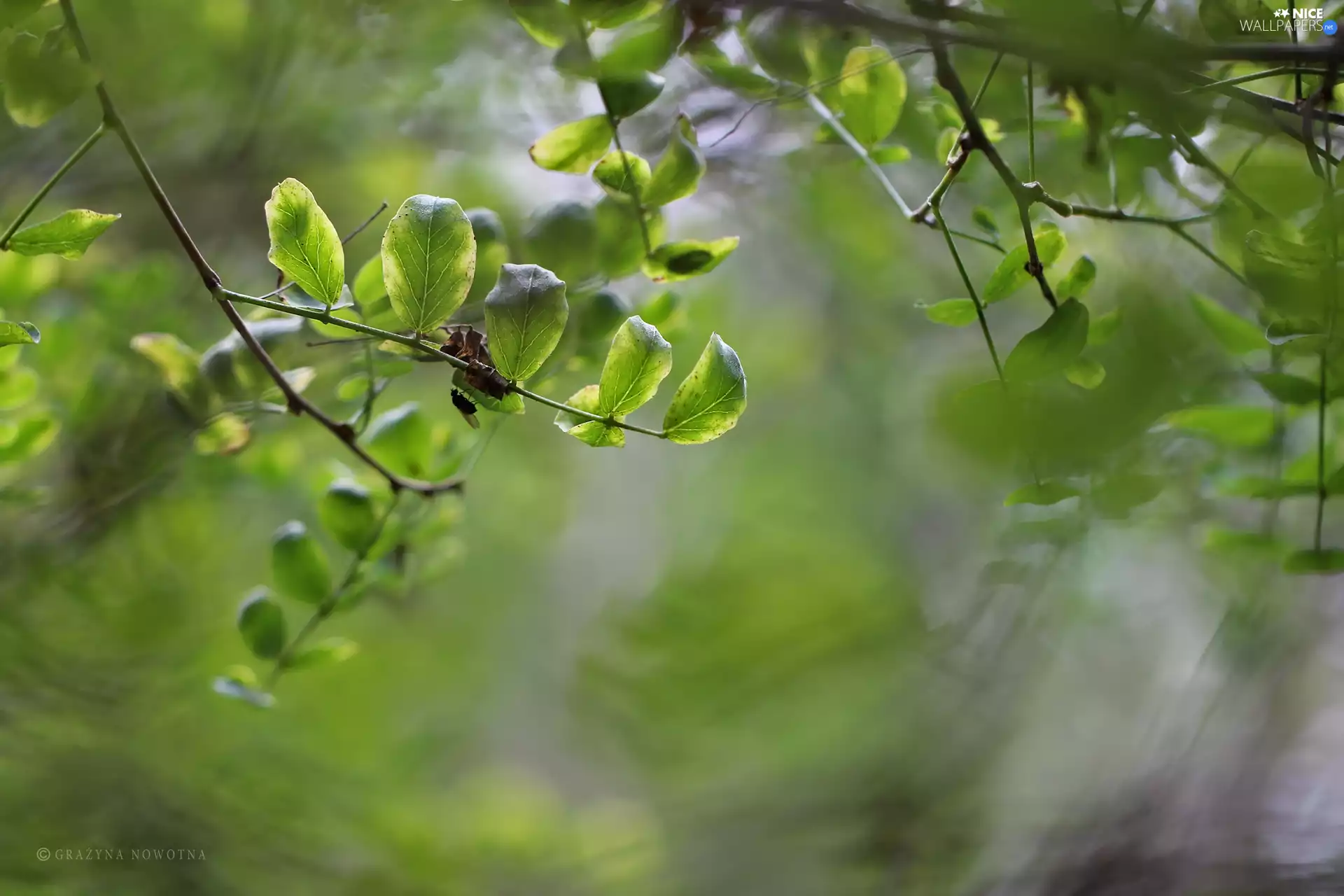 Twigs, green ones, Leaf