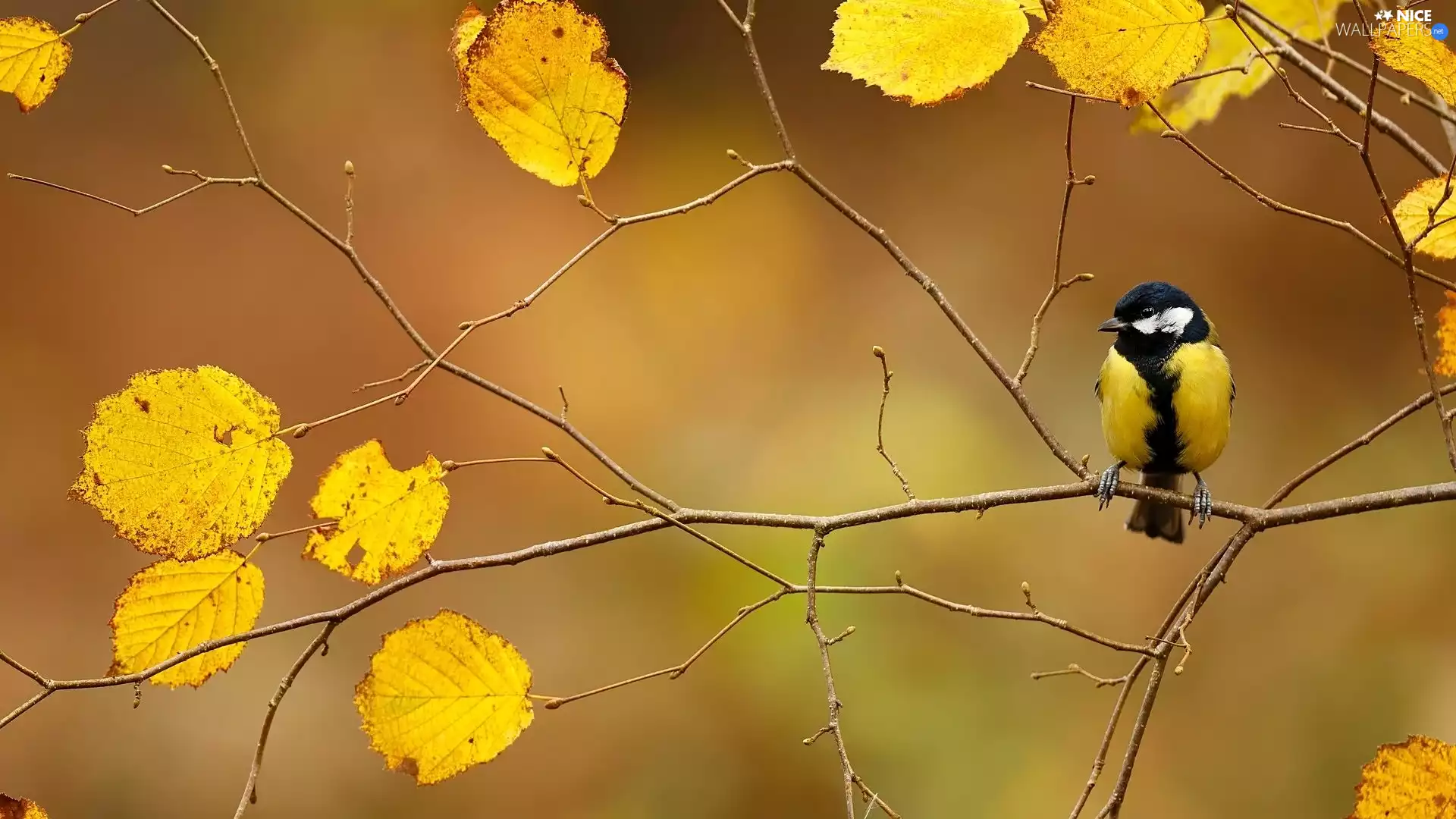 tit, Leaf, Twigs, Great Tit