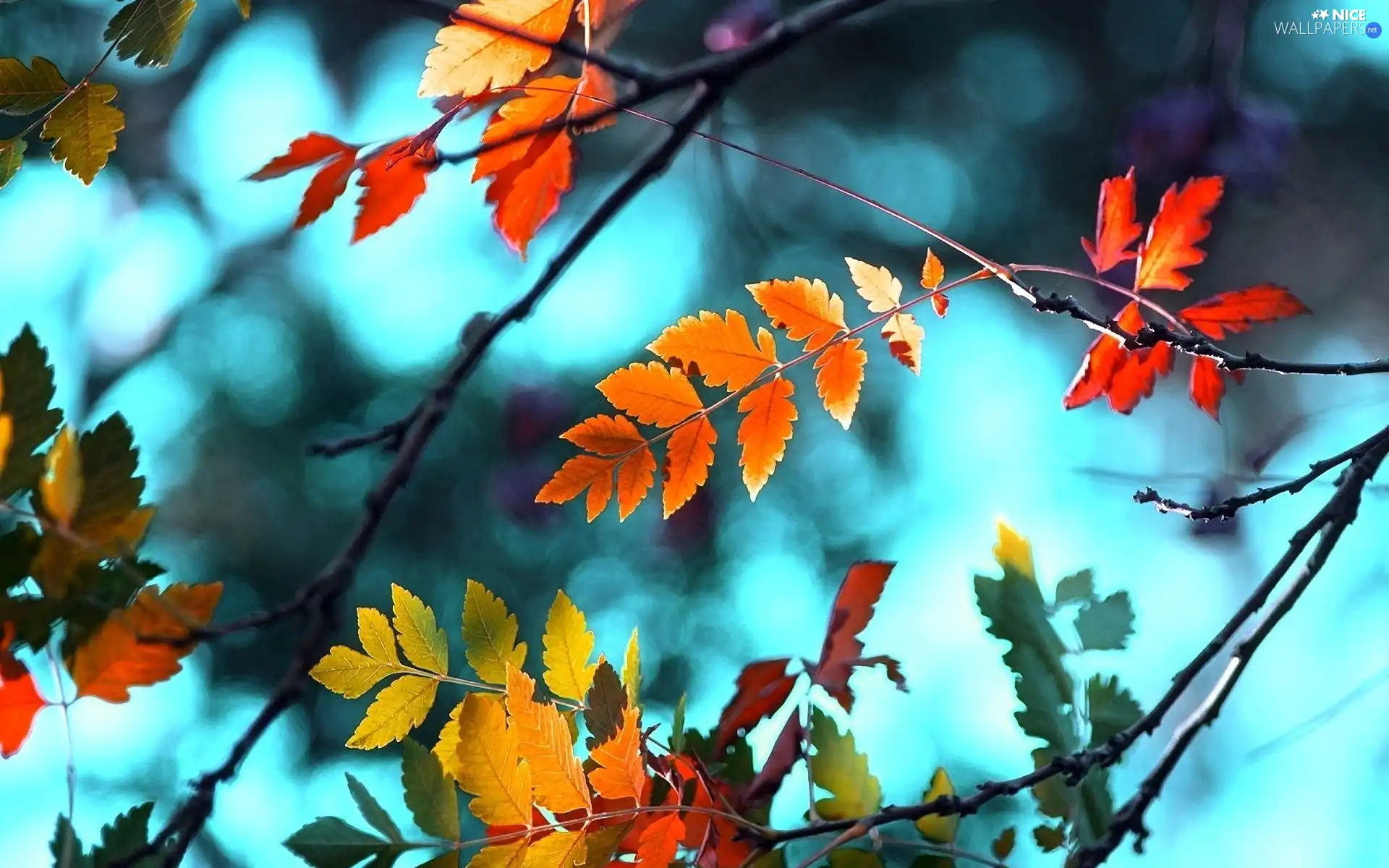 Twigs, Leaf