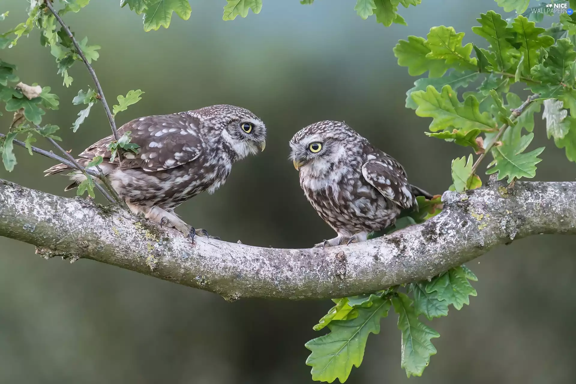 Little Owl, Two, Leaf, oak, branch, Owls