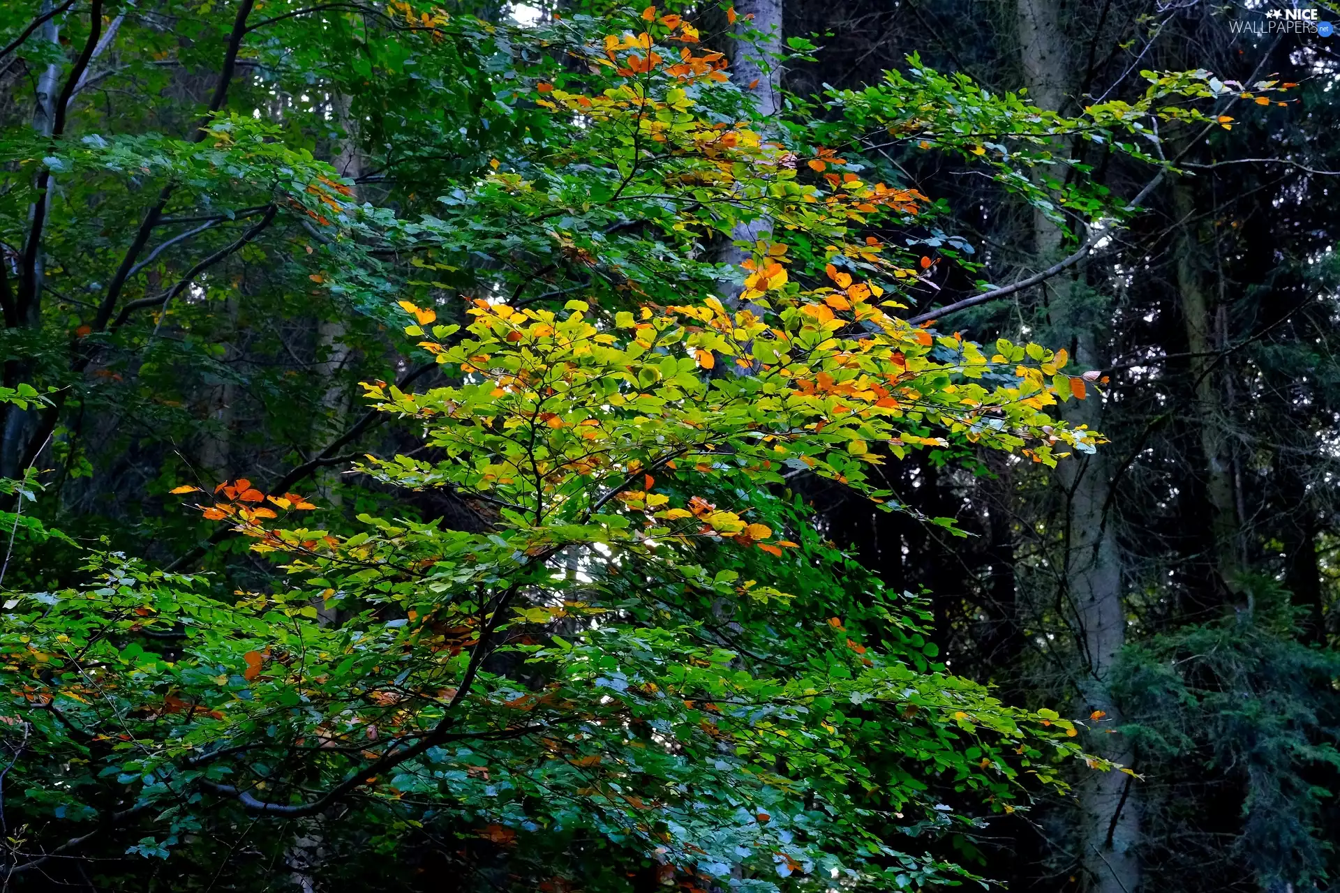 branch, Leaf, viewes, forest, trees