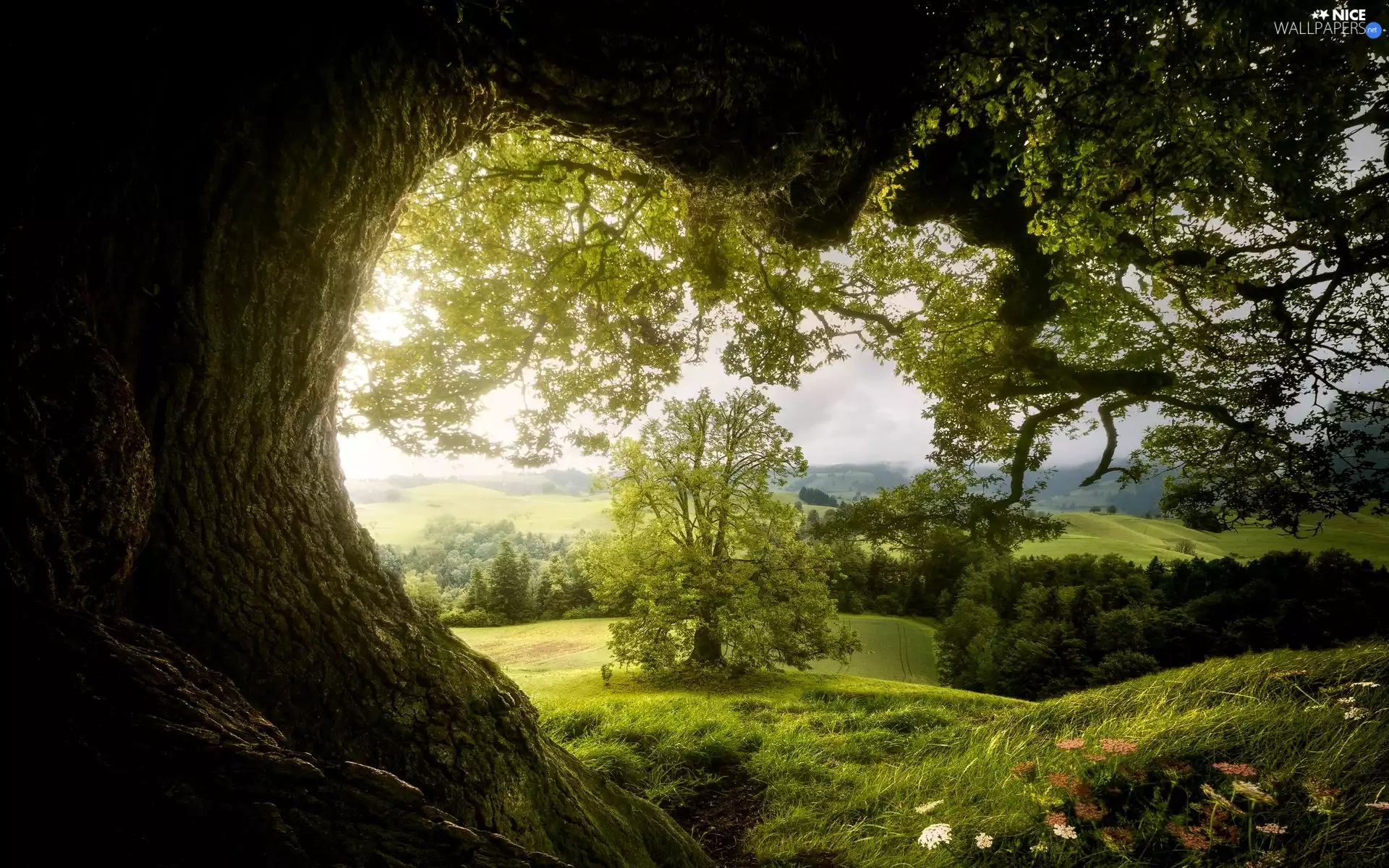 trunk, Leaf, viewes, Meadow, trees