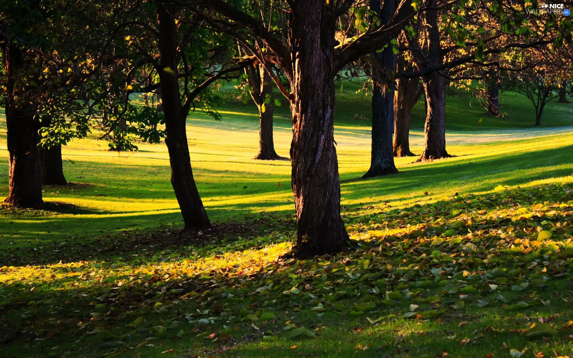 Leaf, trees, viewes