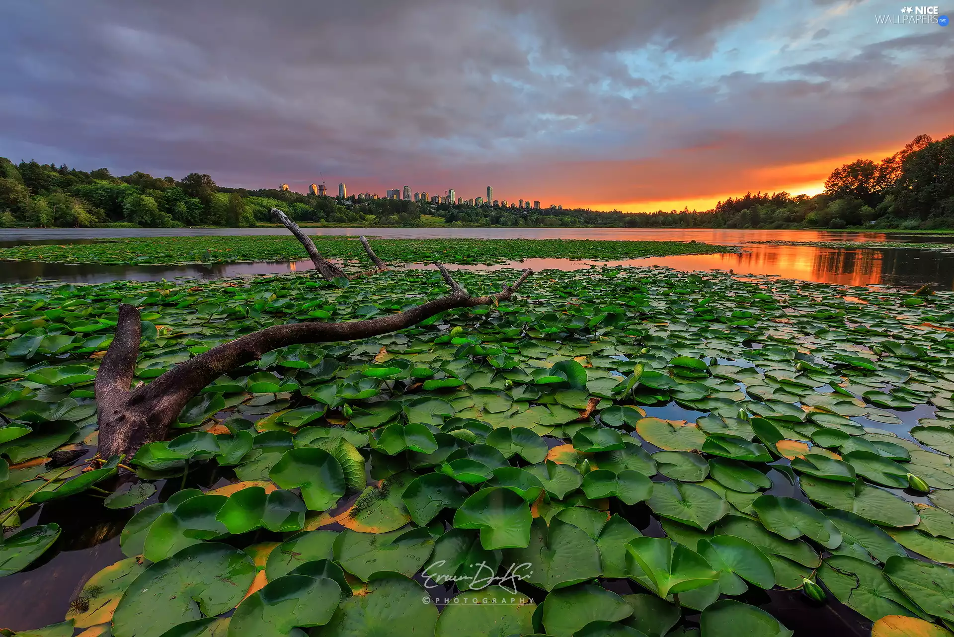 Lod on the beach, Great Sunsets, Leaf, Water lilies, Pond - car