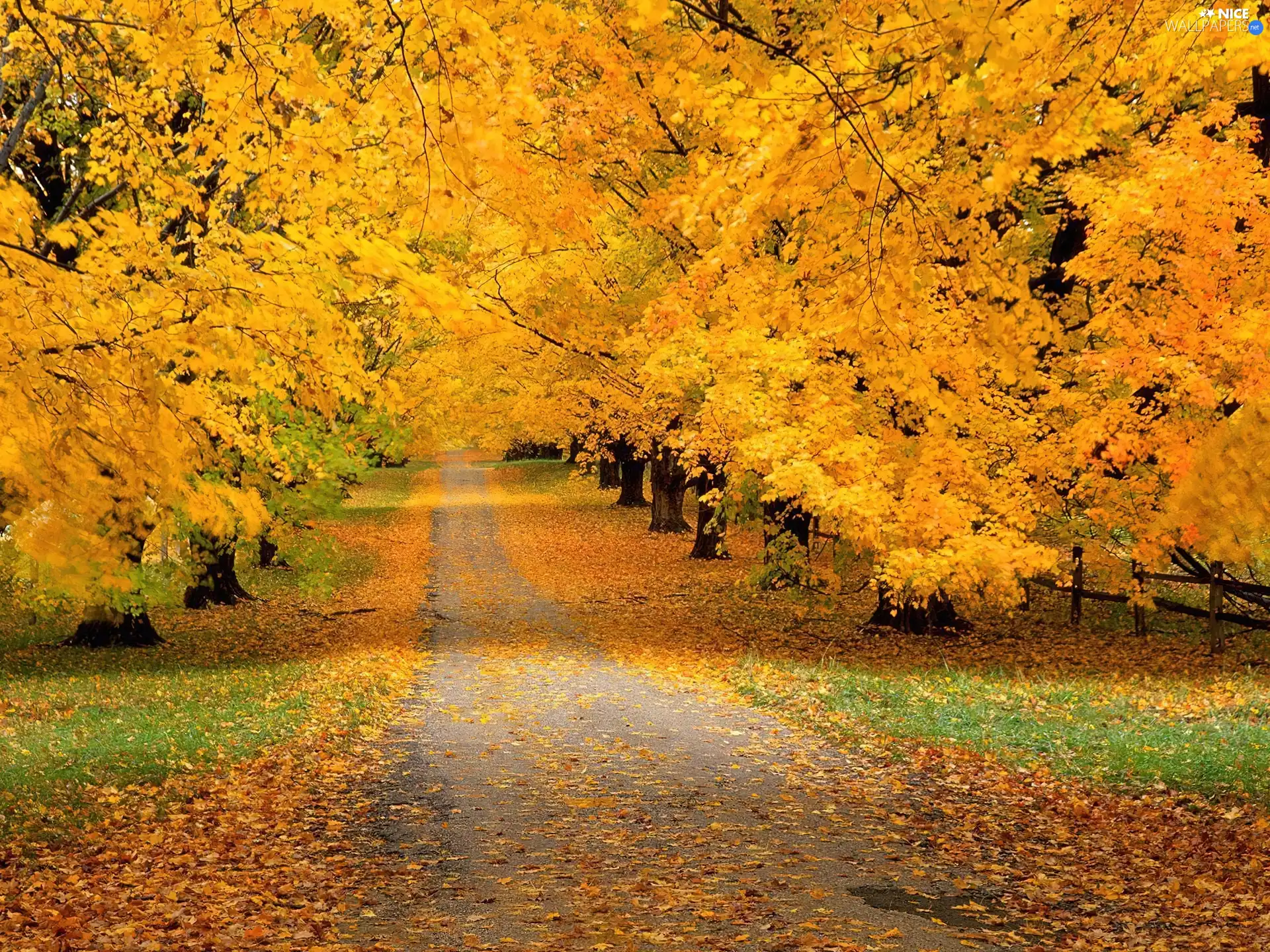 Leaf, Way, trees, viewes, autumn