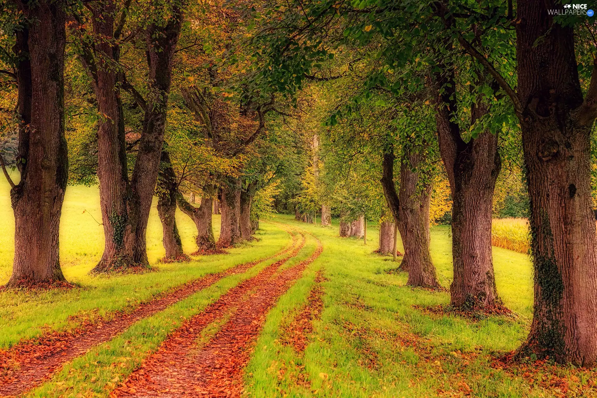 trees, autumn, grass, Leaf, viewes, Way